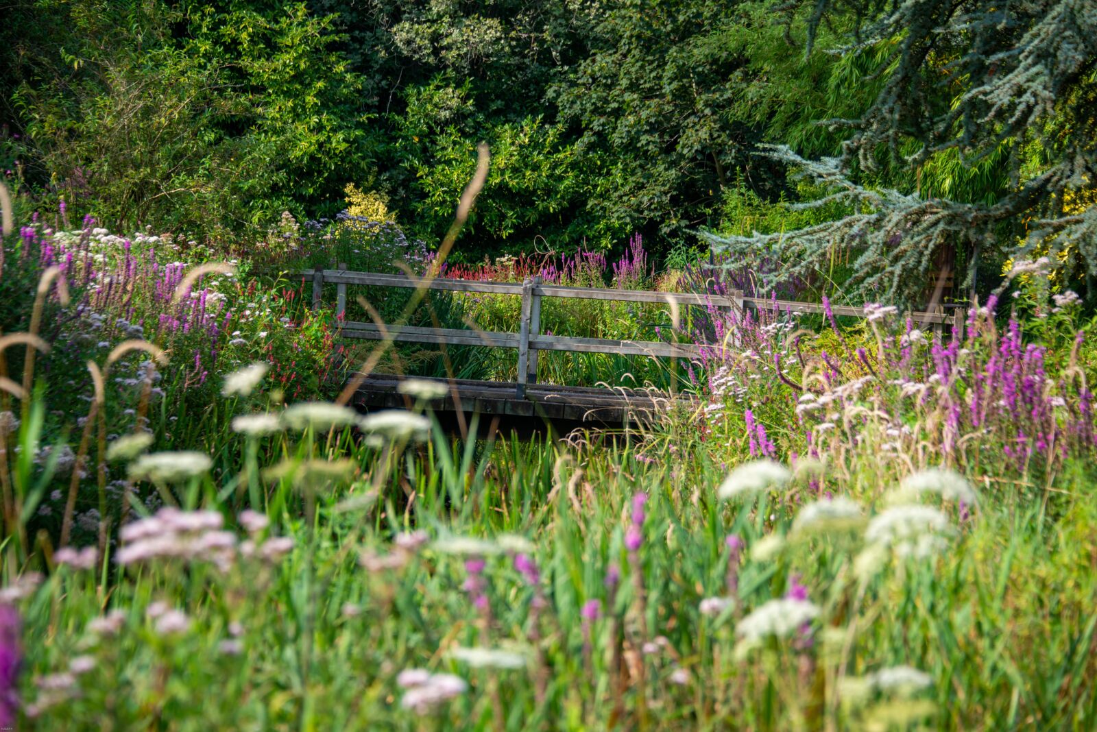 Nikon D800 sample photo. English, country, garden photography