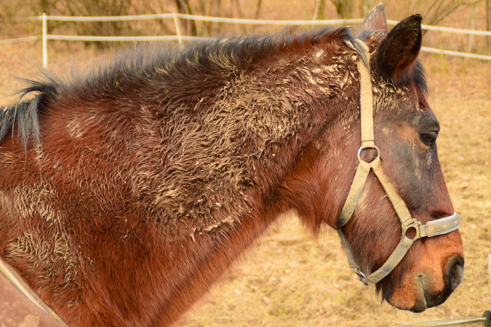 Nikon D5300 sample photo. Horse, brown, horse head photography