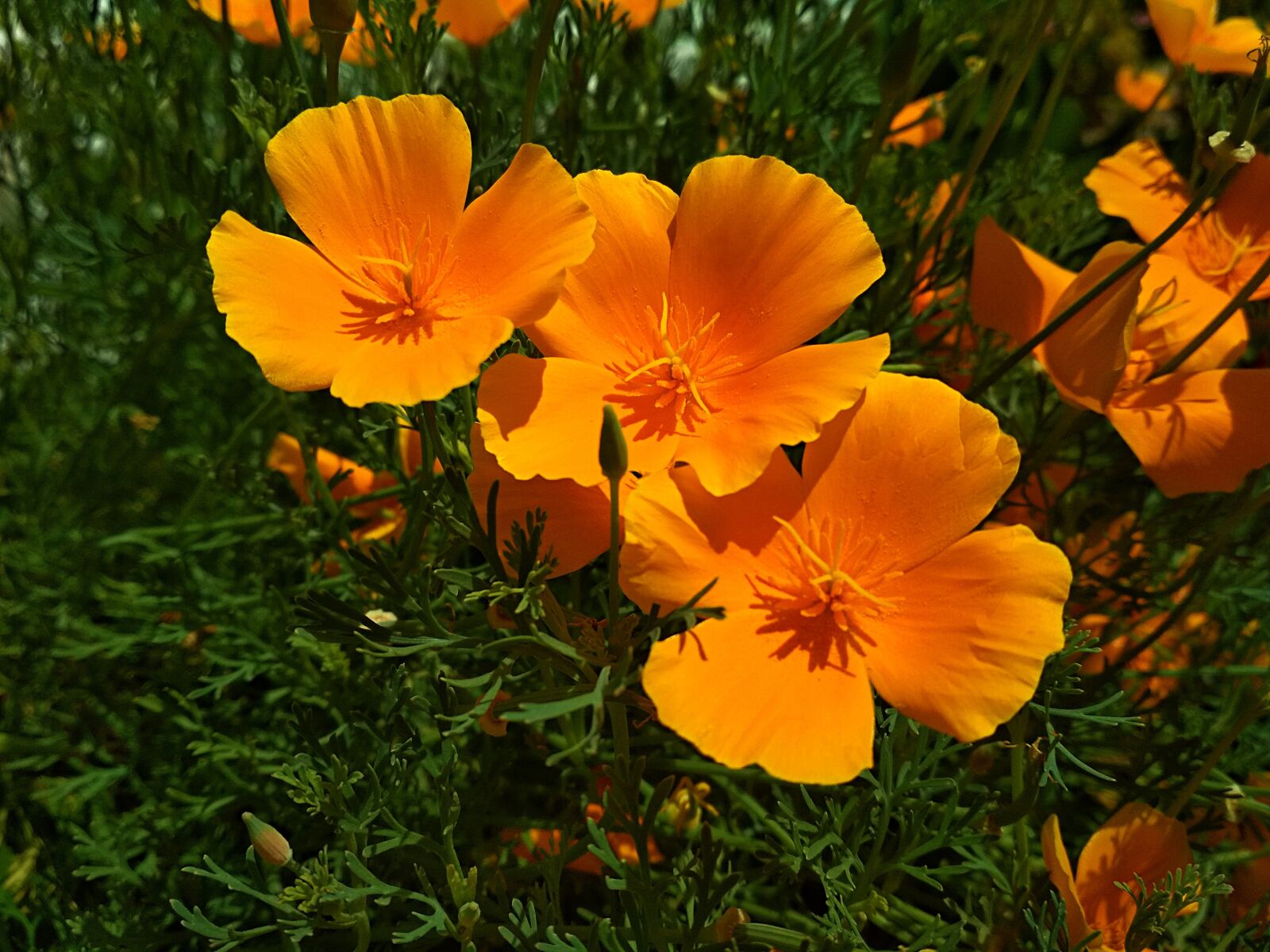 Xiaomi Redmi 4X sample photo. Flowers, flora, plant photography