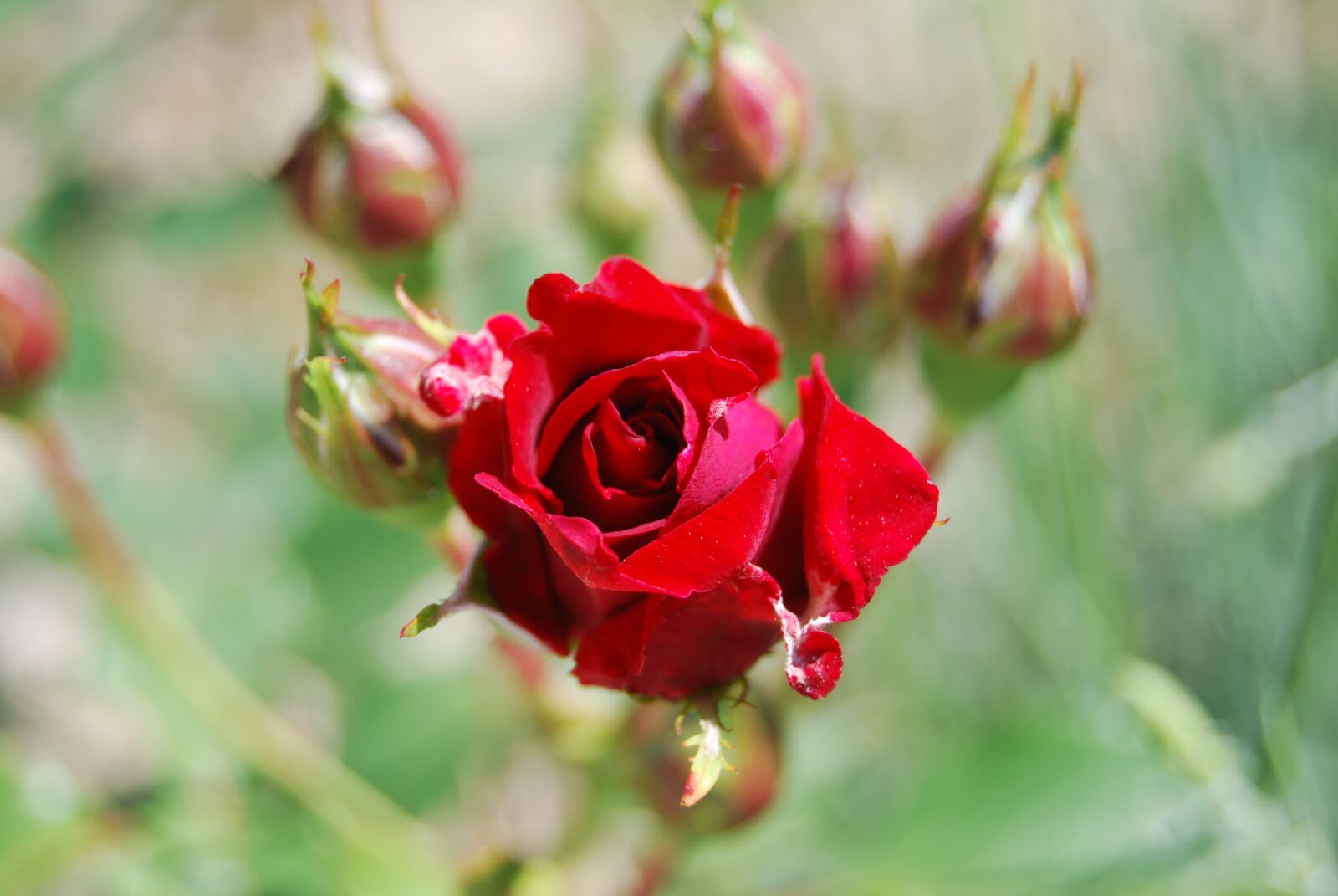 Nikon D60 sample photo. Rose, red, flower photography