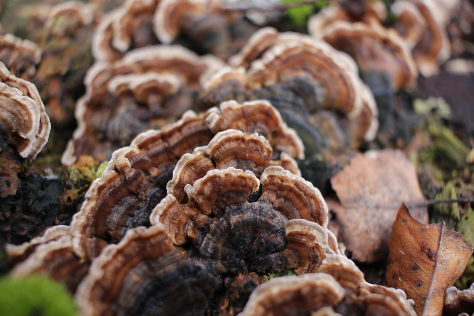Canon EF-S 24mm F2.8 STM sample photo. Mushrooms, landscape, focus photography