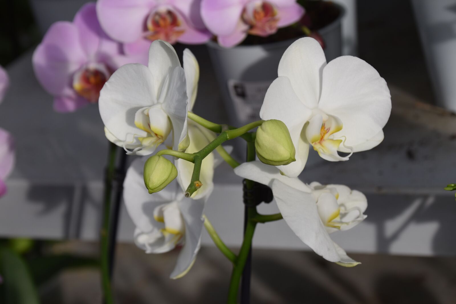 Nikon D5600 sample photo. Flower, flower orchid, flower photography