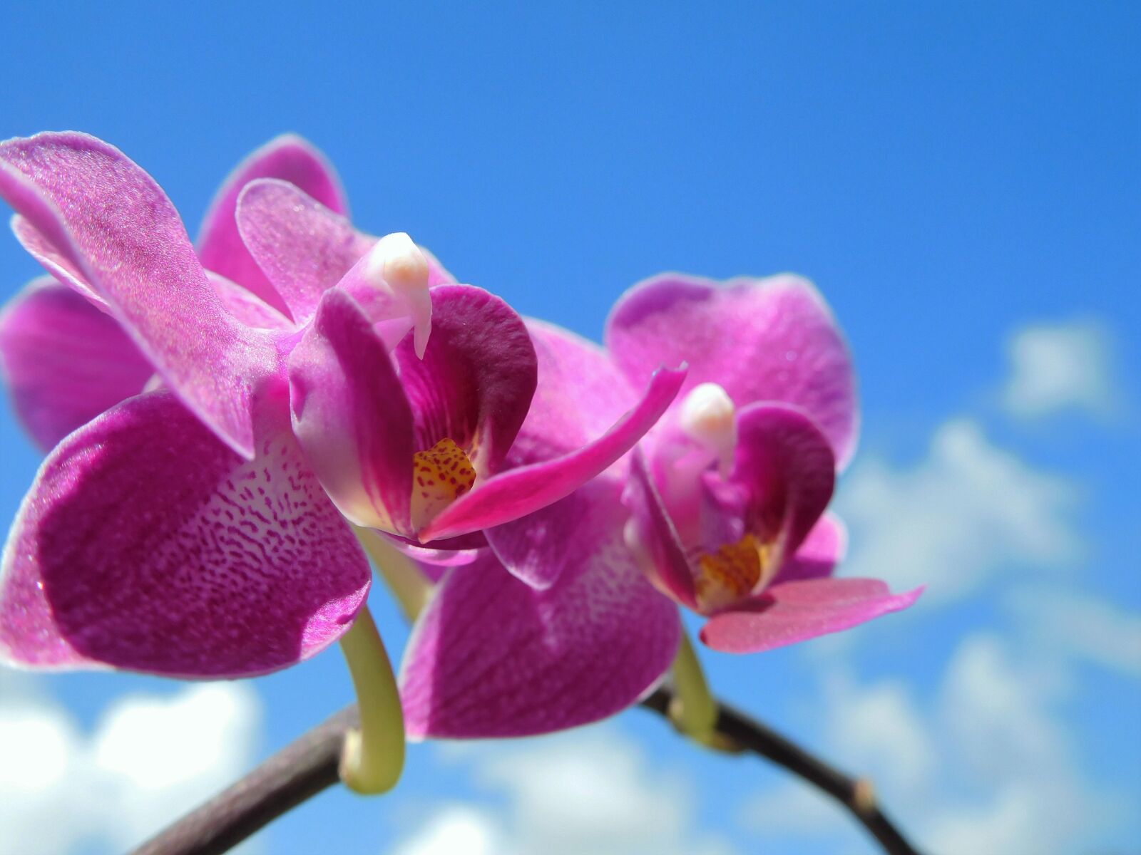 Nikon Coolpix S7000 sample photo. Orchid, purple flower, plant photography