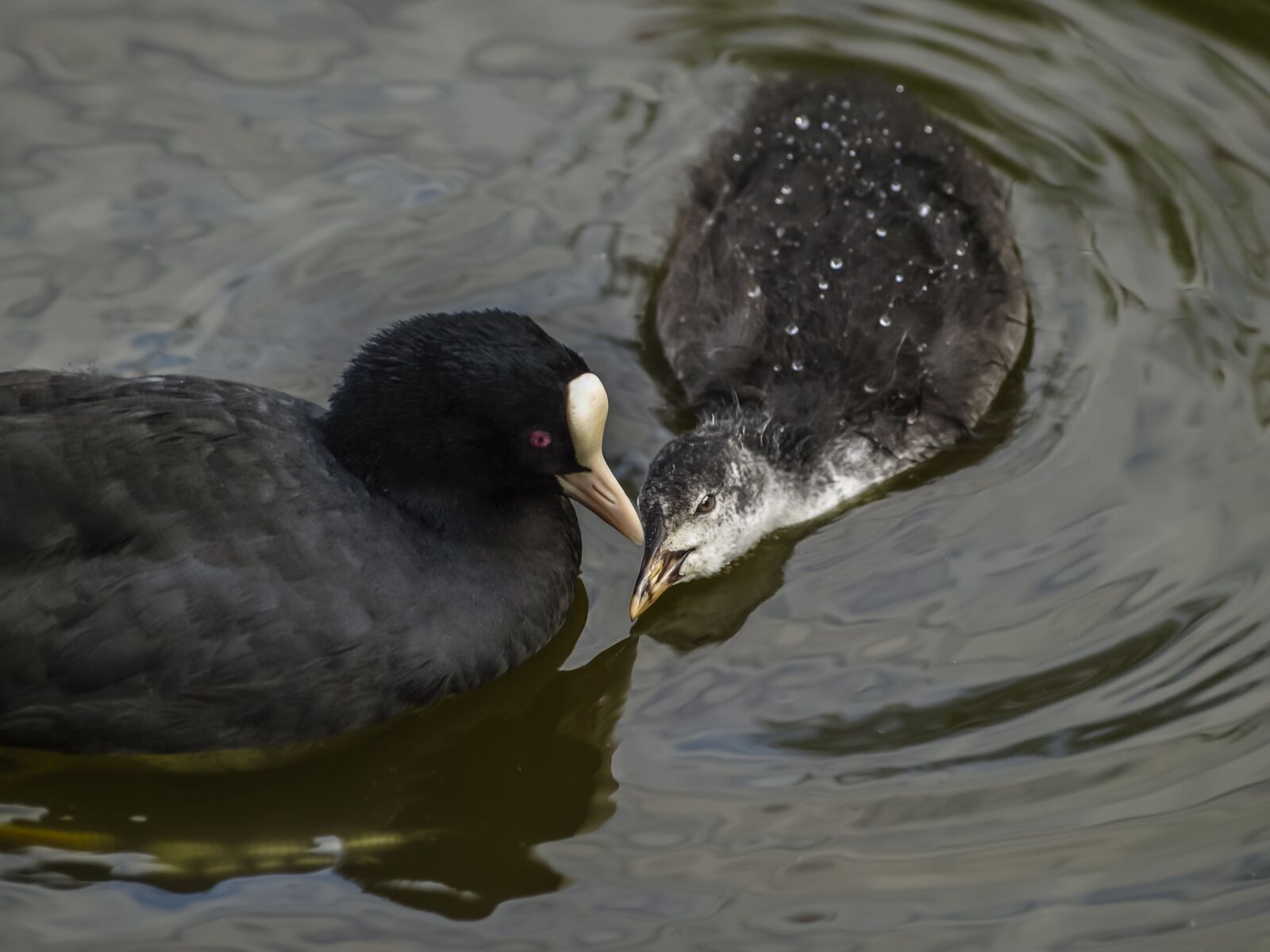 Olympus E-510 (EVOLT E-510) sample photo. Wildfowl, coot, baby photography
