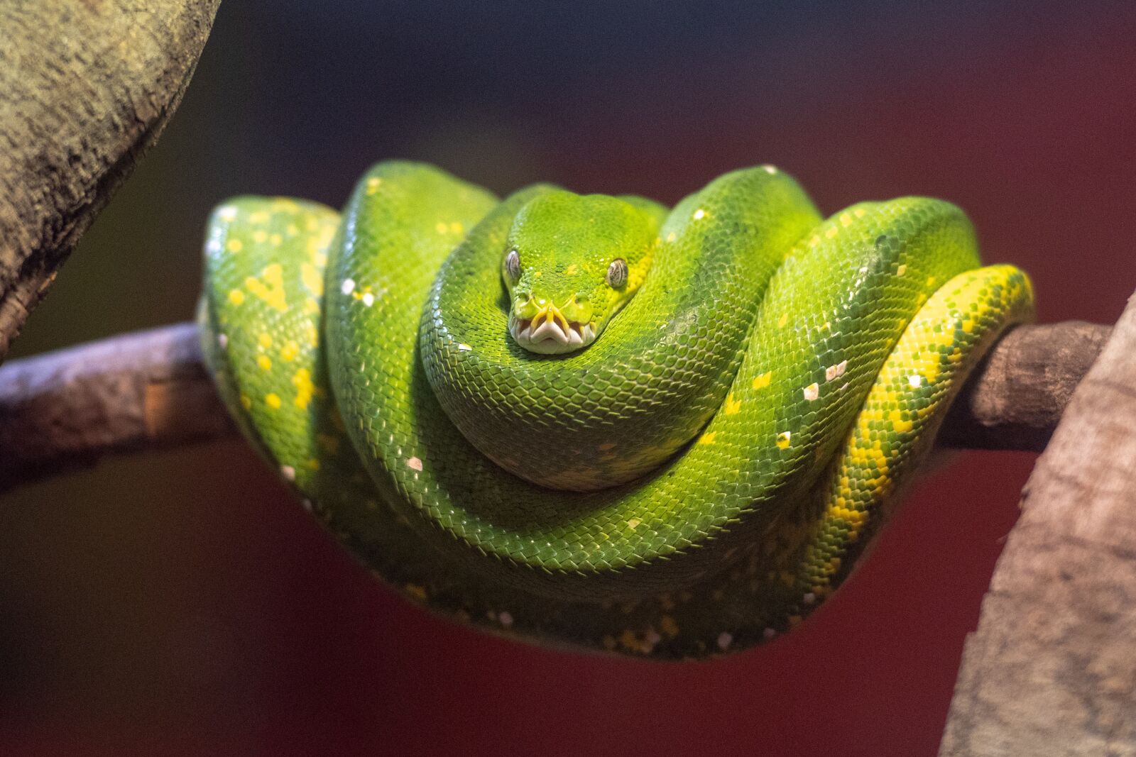 Nikon D500 sample photo. Python, snake, constrictor photography