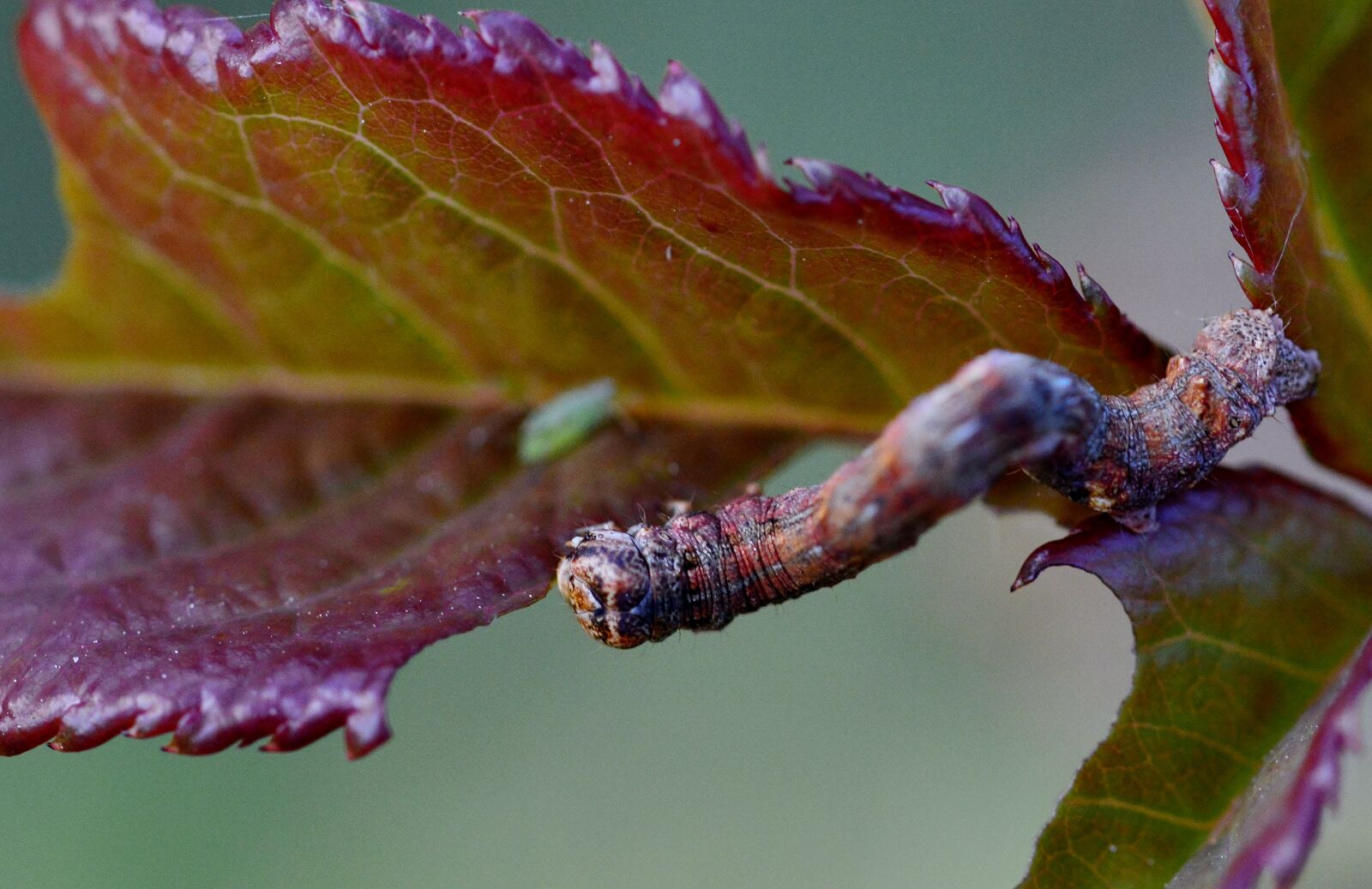 Nikon D5200 sample photo. Caterpillar, rosenblatt, garden photography