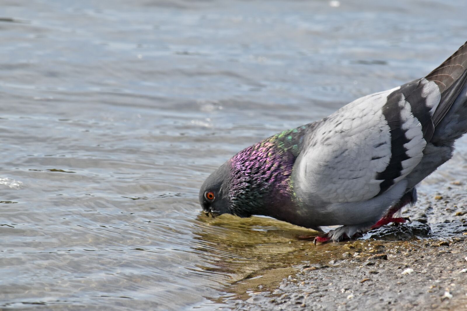 Nikon D5500 sample photo. Coast, pigeon, riverbank, water photography