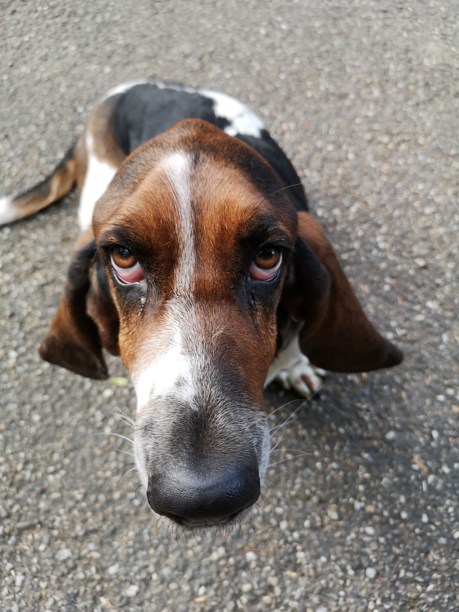 HUAWEI CLT-L29 sample photo. Basset hound, hush puppie photography