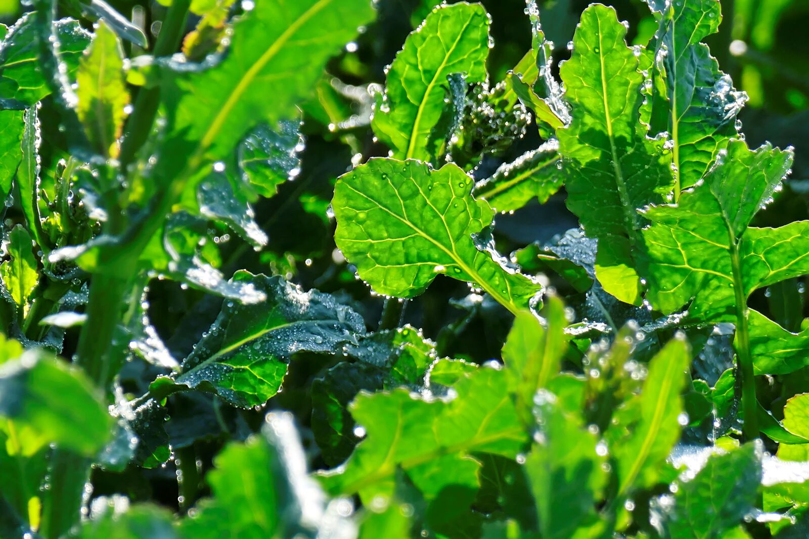 Panasonic Lumix DMC-FZ1000 sample photo. Leaves, wet, green photography