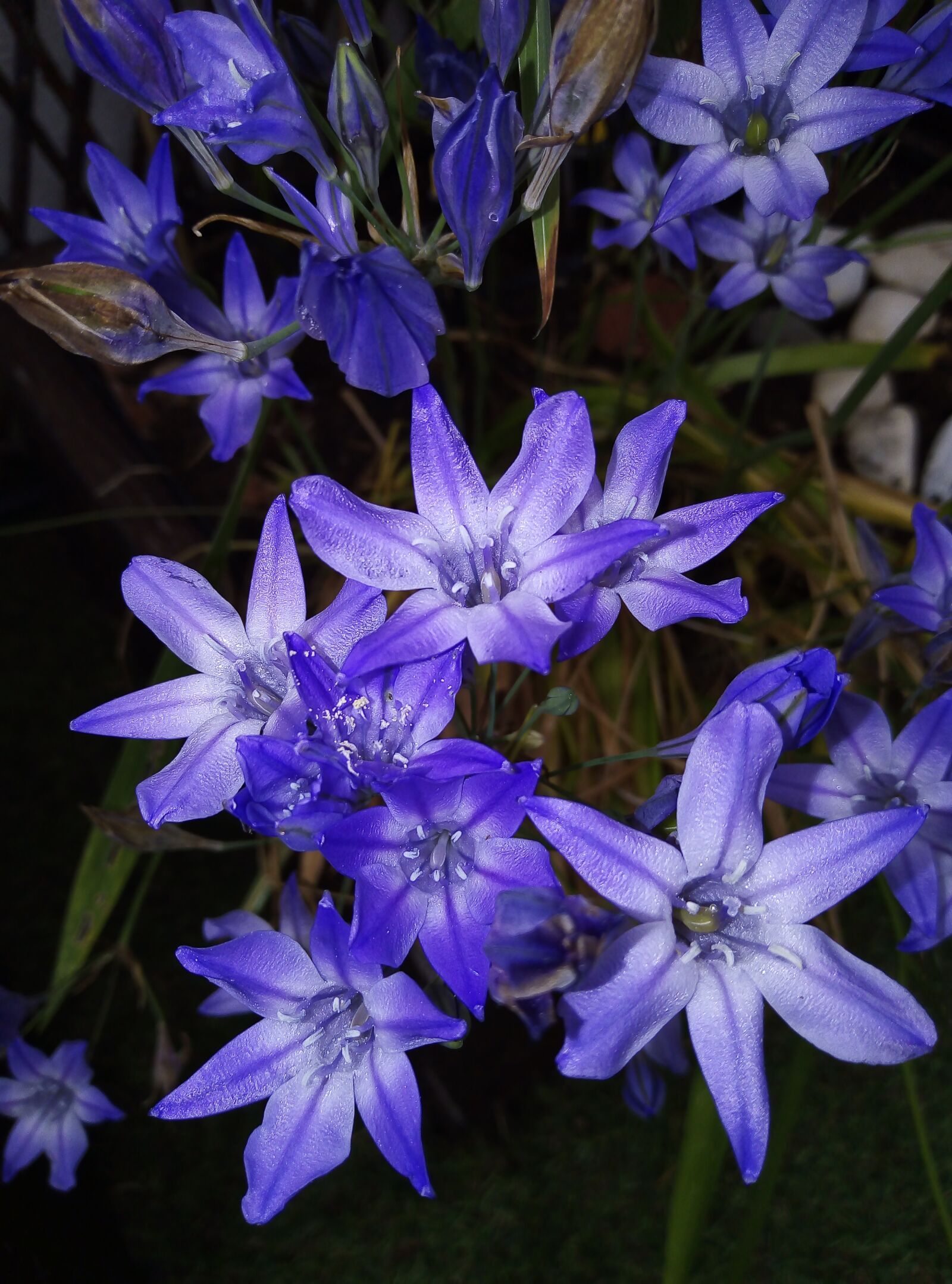 HUAWEI DUA-L22 sample photo. Flowers, bunch of flowers photography