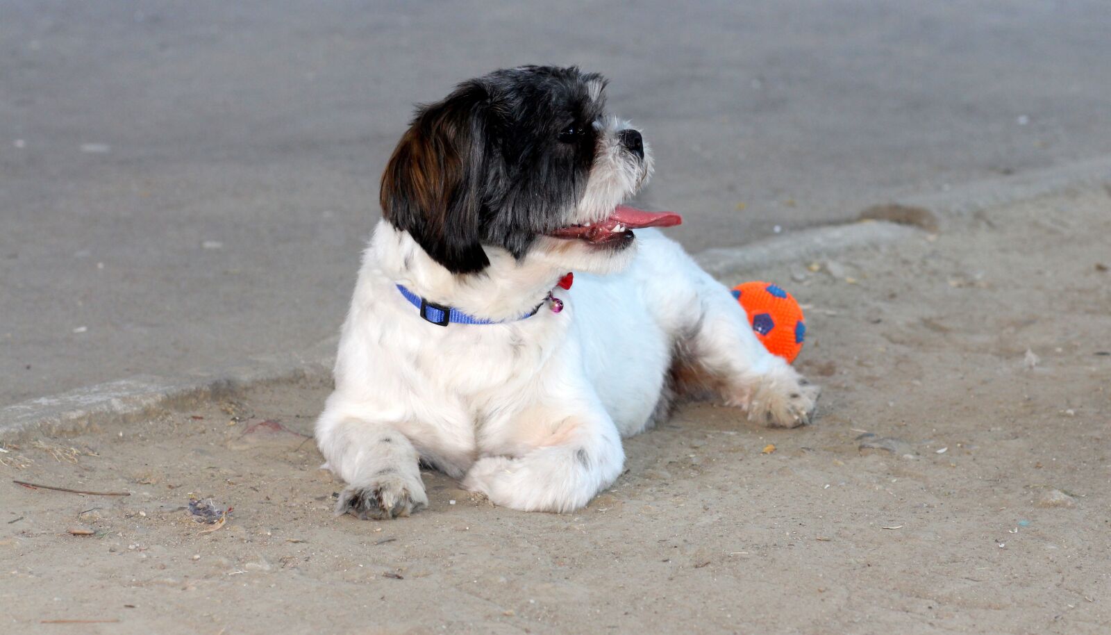 Canon EOS 700D (EOS Rebel T5i / EOS Kiss X7i) + Canon EF 85mm F1.8 USM sample photo. Dog, play, ball photography