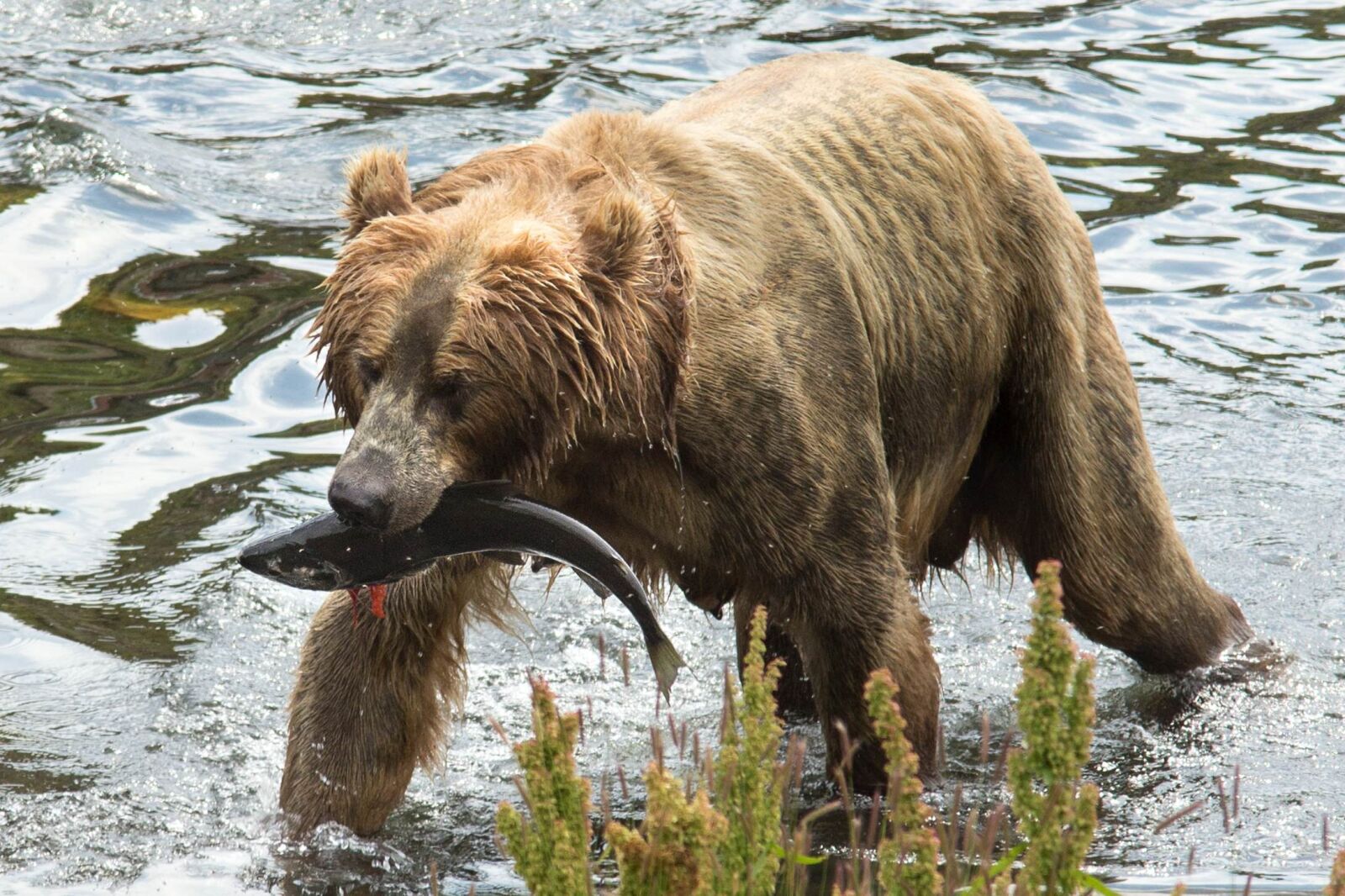 Canon EOS 6D sample photo. Female, brown bear, sow photography