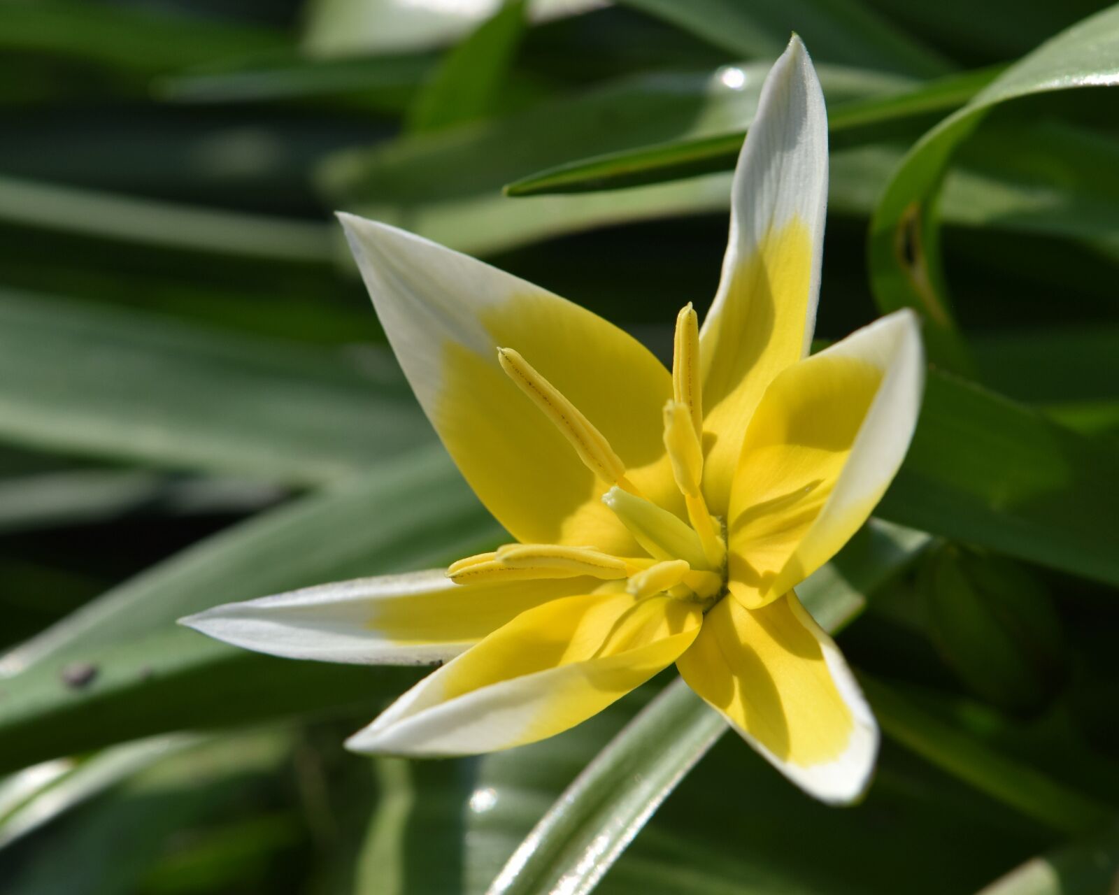 Nikon D5600 sample photo. Flower, yellow-white, tulip photography