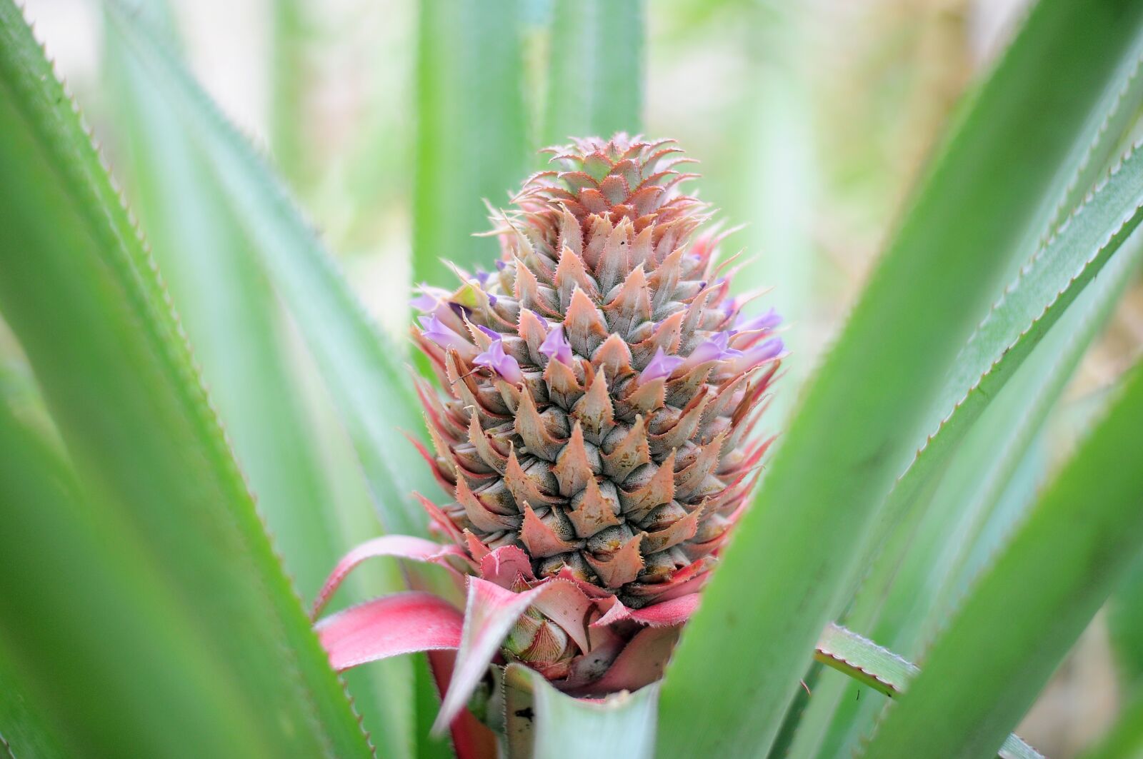 Nikon D90 sample photo. Flower, cluster, left photography
