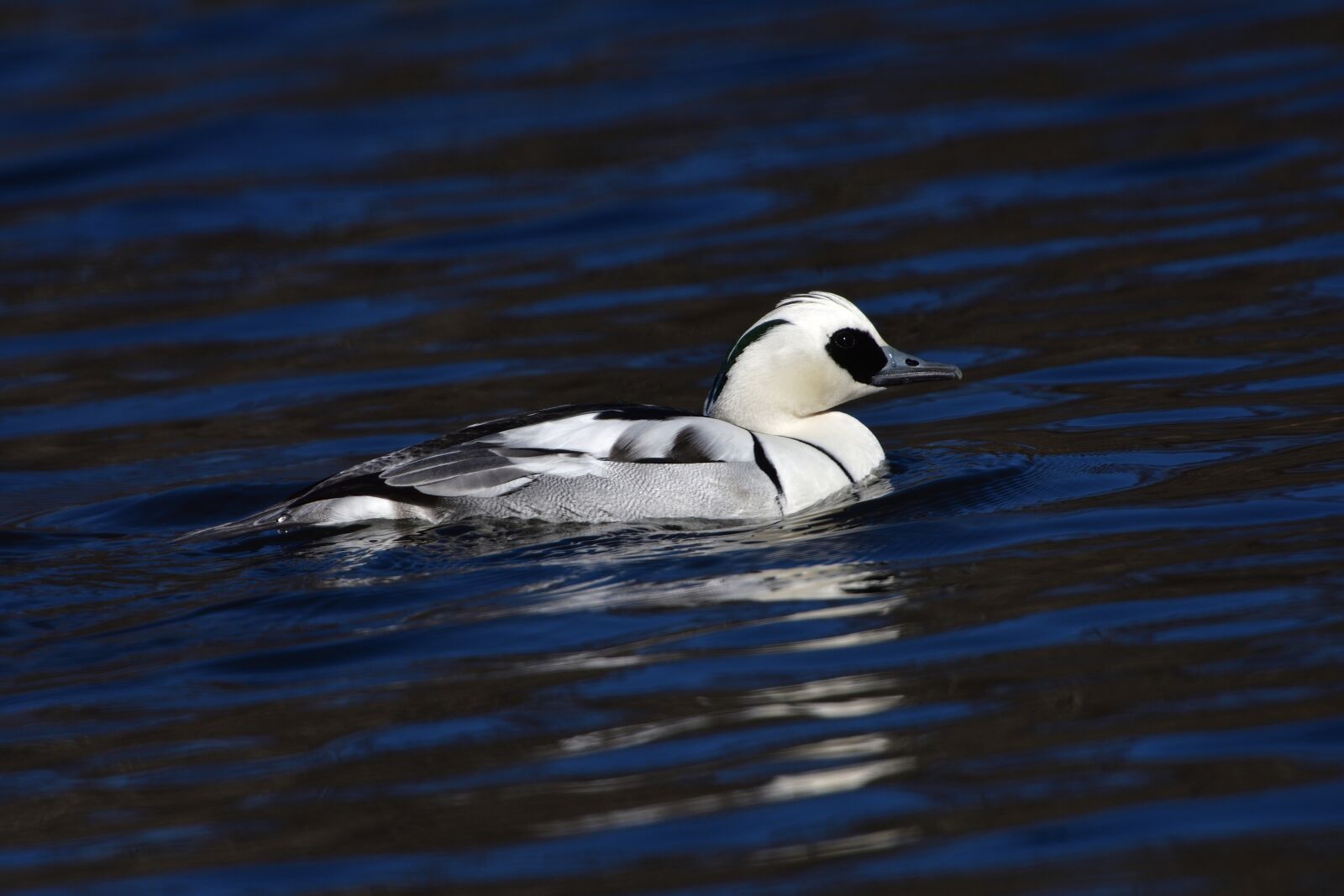 Nikon D500 sample photo. Waters, wild animals, bird photography
