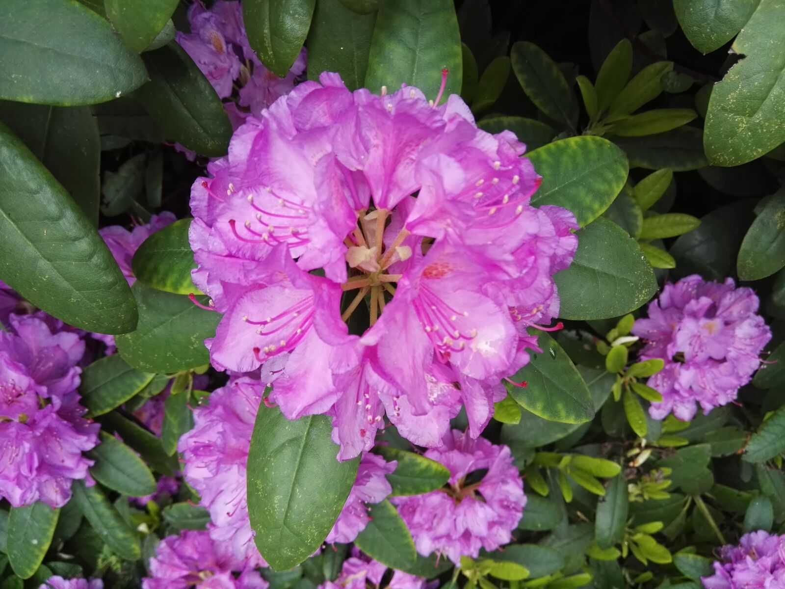 HUAWEI GRA-L09 sample photo. Flowers, purple photography