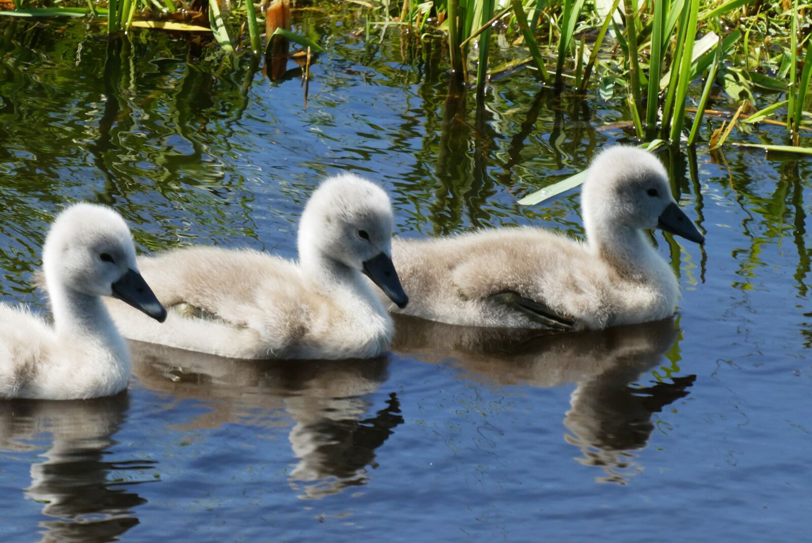 Panasonic Lumix DC-ZS70 (Lumix DC-TZ90) sample photo. Swans, chicks, nature photography