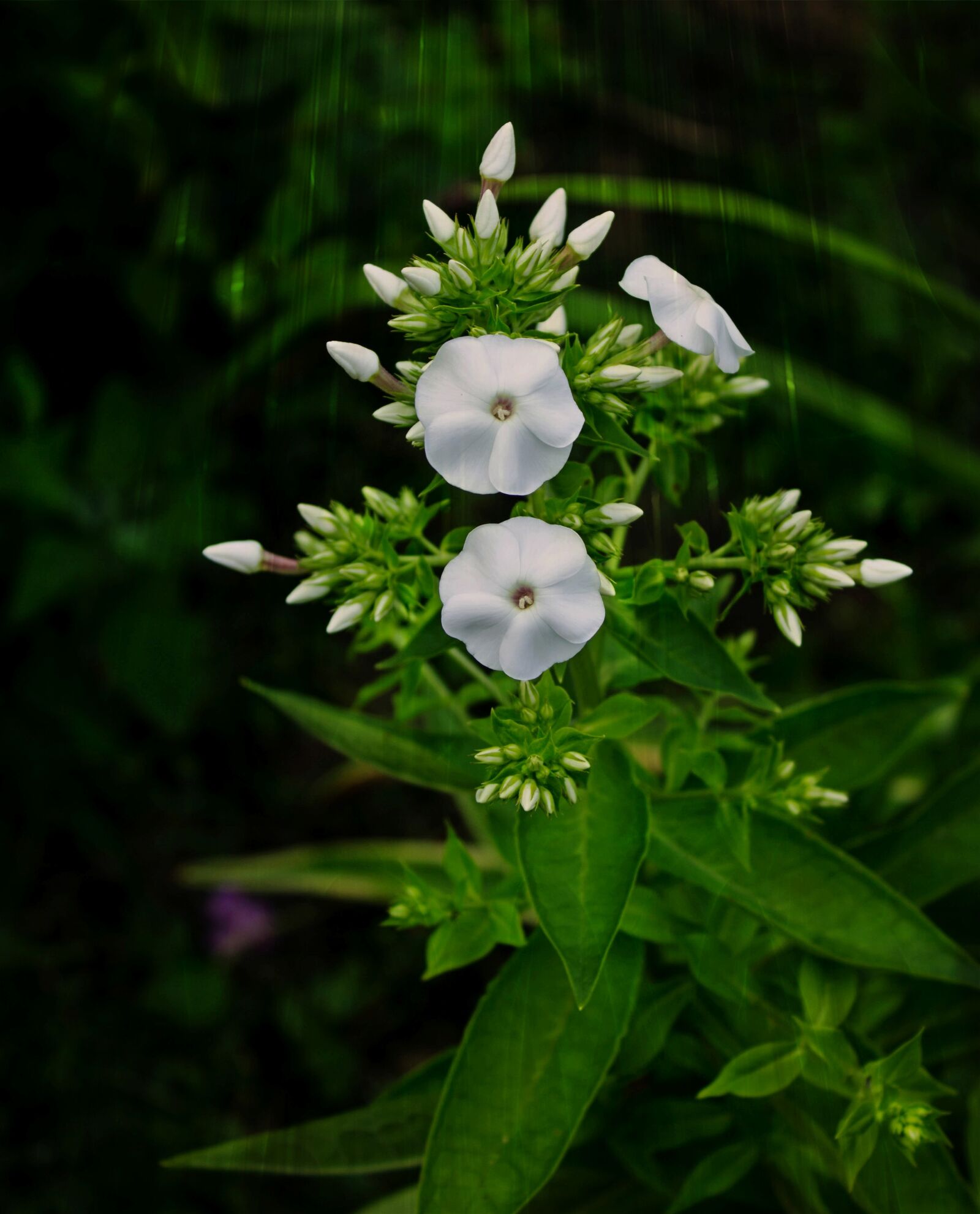 Canon EOS 600D (Rebel EOS T3i / EOS Kiss X5) sample photo. Dacha, summer, flowers photography