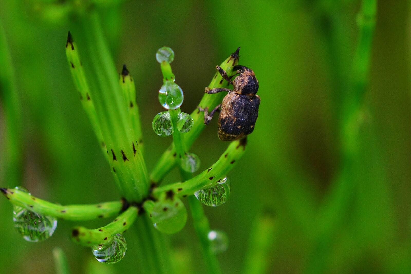 Nikon D5200 sample photo. Nature, weevils, suck photography