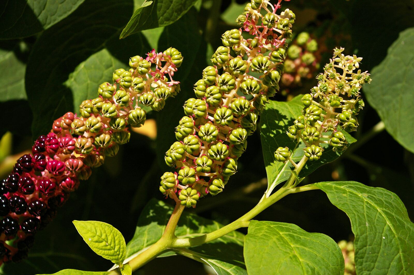 Pentax *ist DL2 sample photo. Pokeweed, berries, garden photography