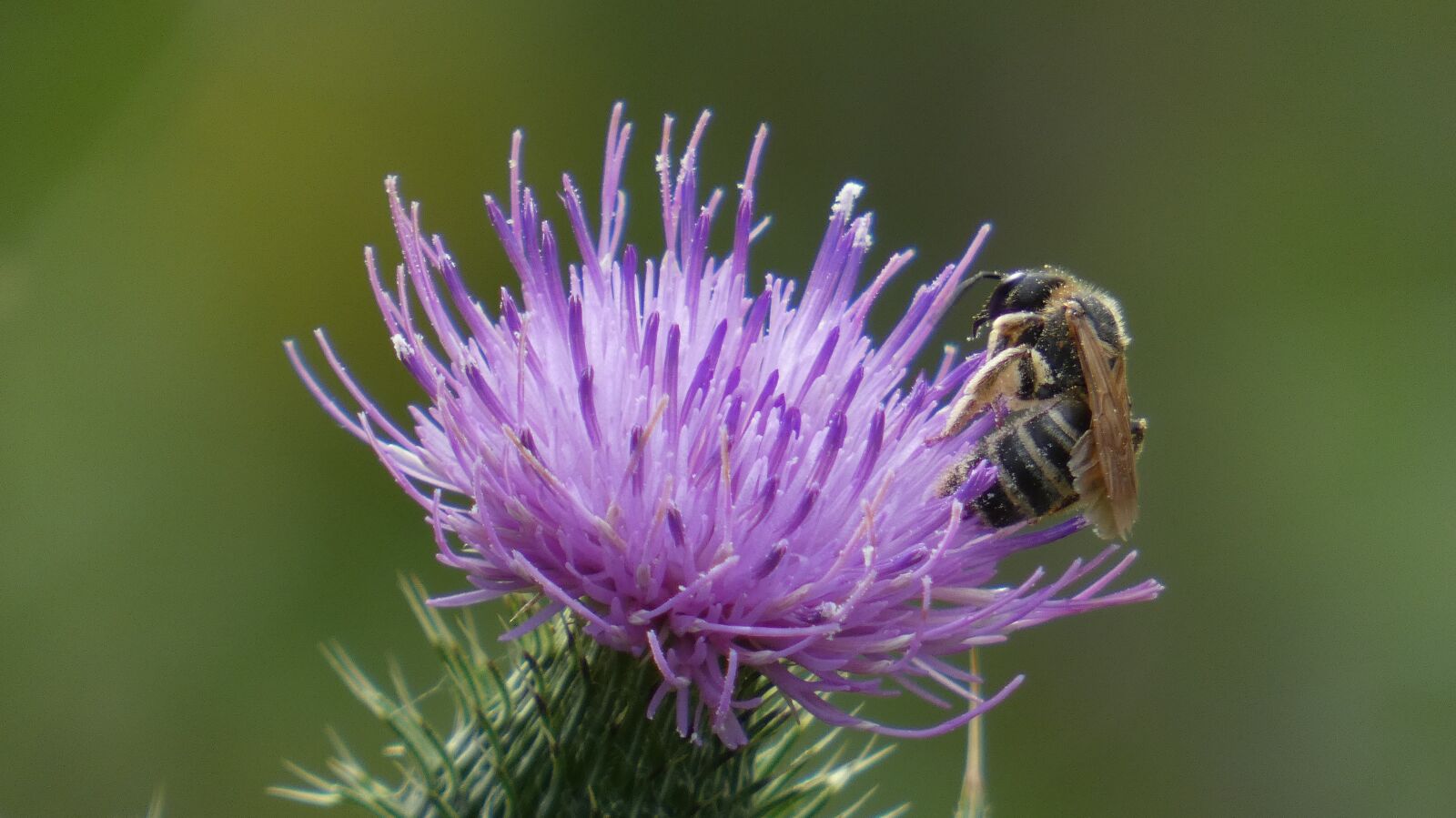 Panasonic Lumix DC-FZ80 (Lumix DC-FZ82) sample photo. Bee, thistle, blossom photography