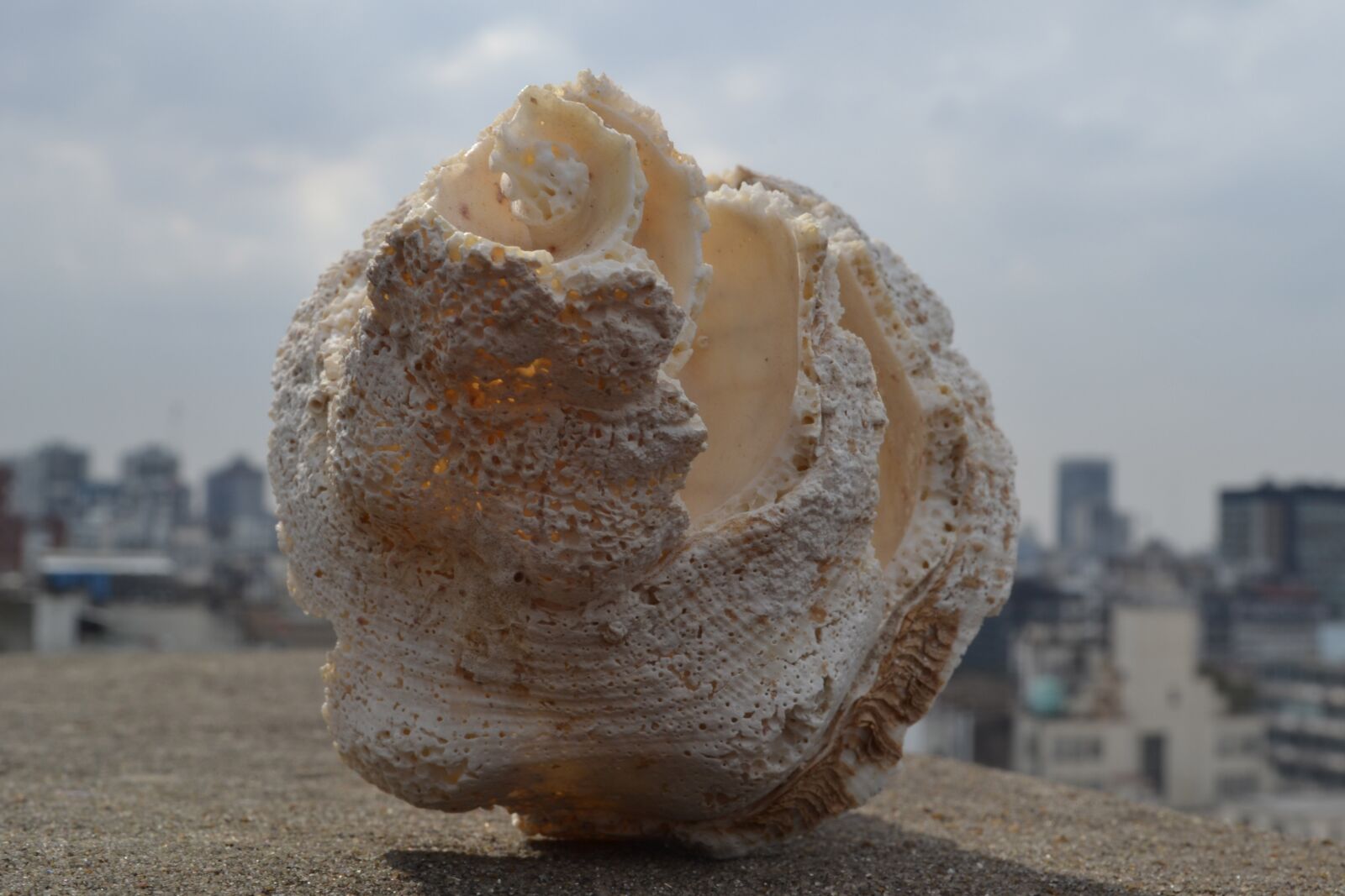 Nikon D3100 sample photo. Snail, city, sea photography