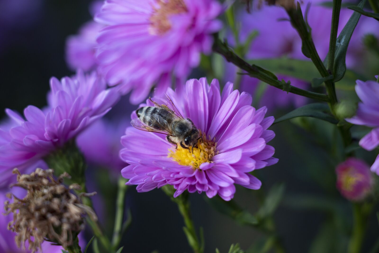 Canon EOS 750D (EOS Rebel T6i / EOS Kiss X8i) sample photo. Flowers, bees, nature photography