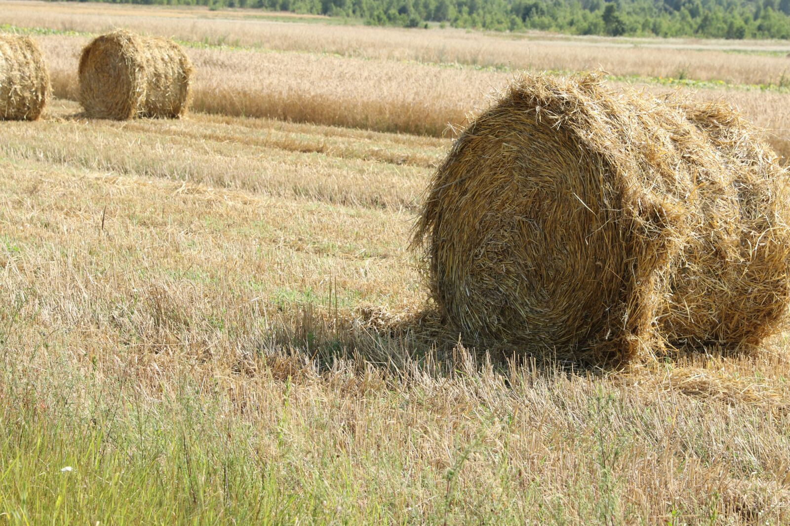Canon EF 24-70mm F2.8L II USM sample photo. Hay, straw bales, rick photography