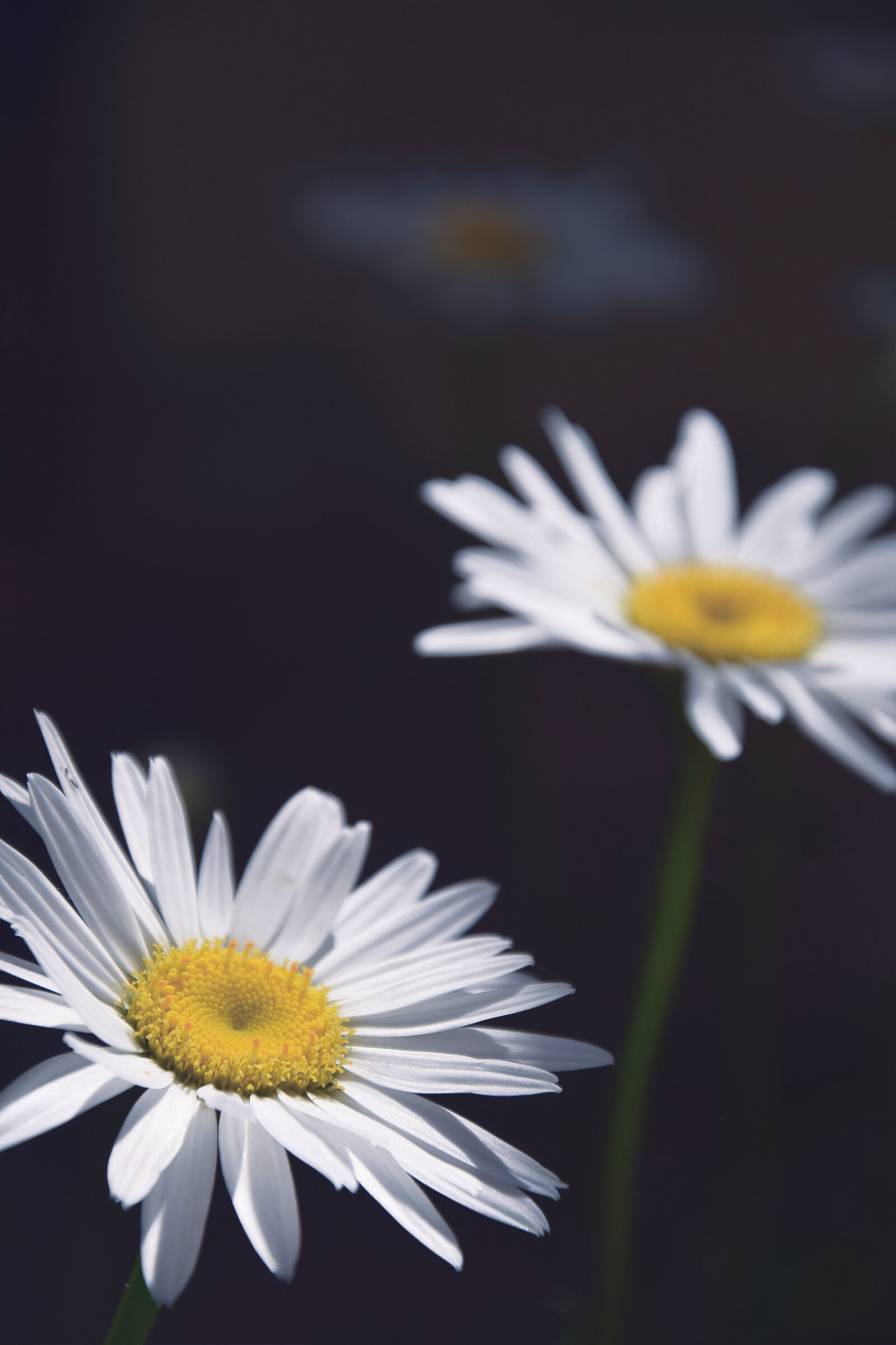 Sigma 18-250mm F3.5-6.3 DC OS HSM sample photo. Daisies, daisy, flowers, fower photography
