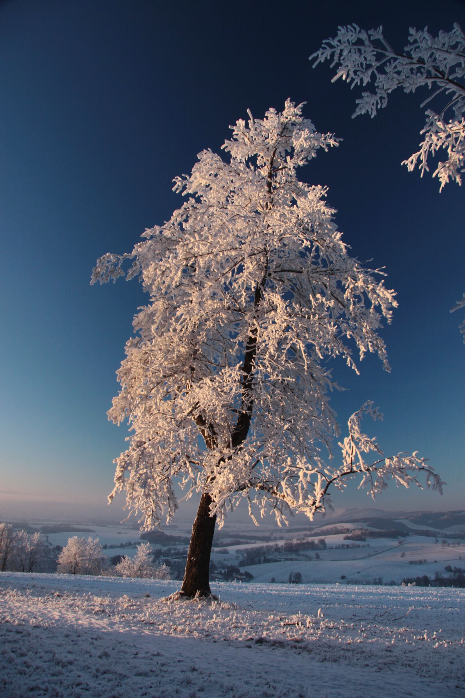 Canon EOS 50D sample photo. Tree, sunset, winter photography