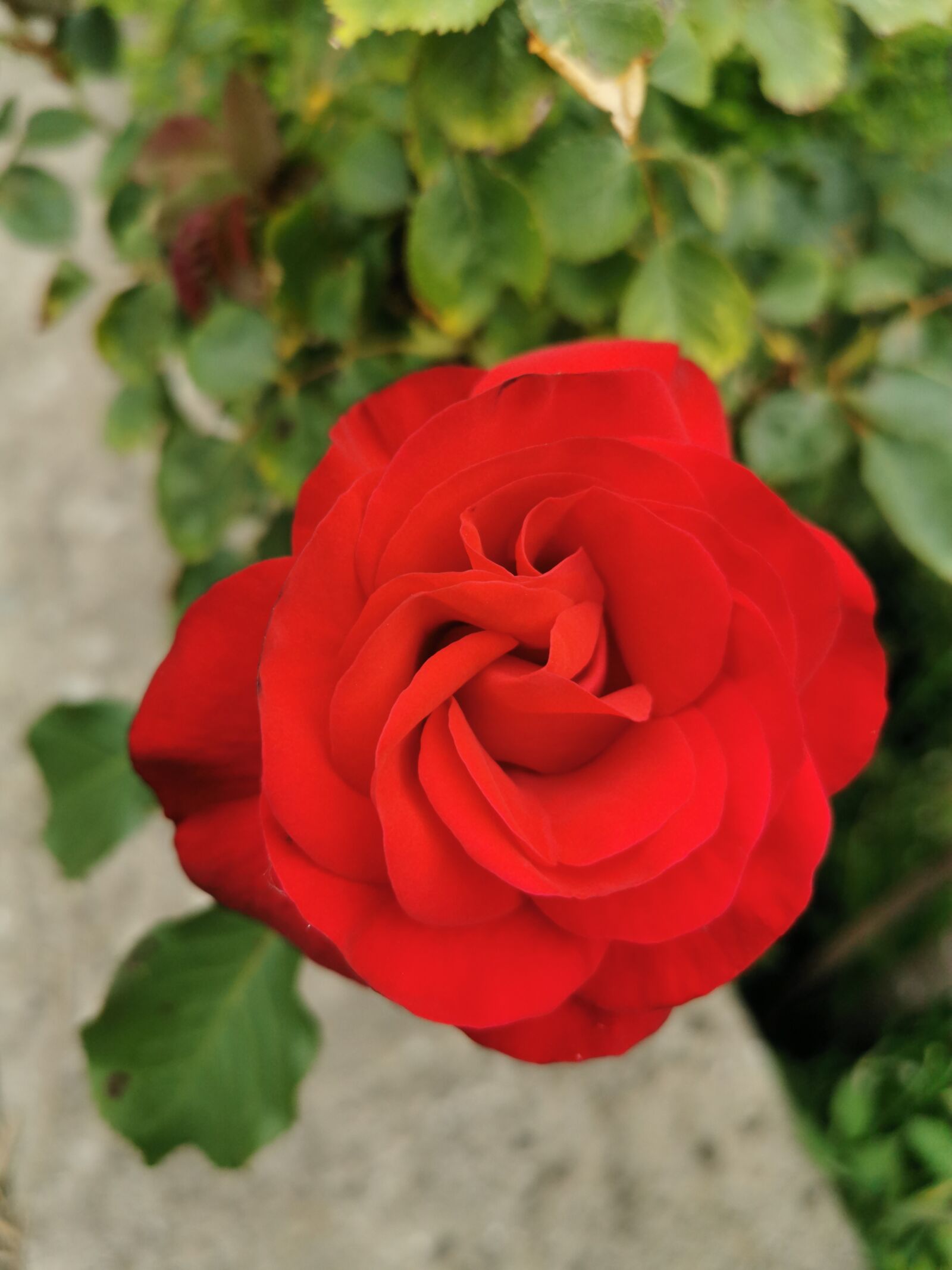 HUAWEI P30 sample photo. Fleur, rose, rouge photography