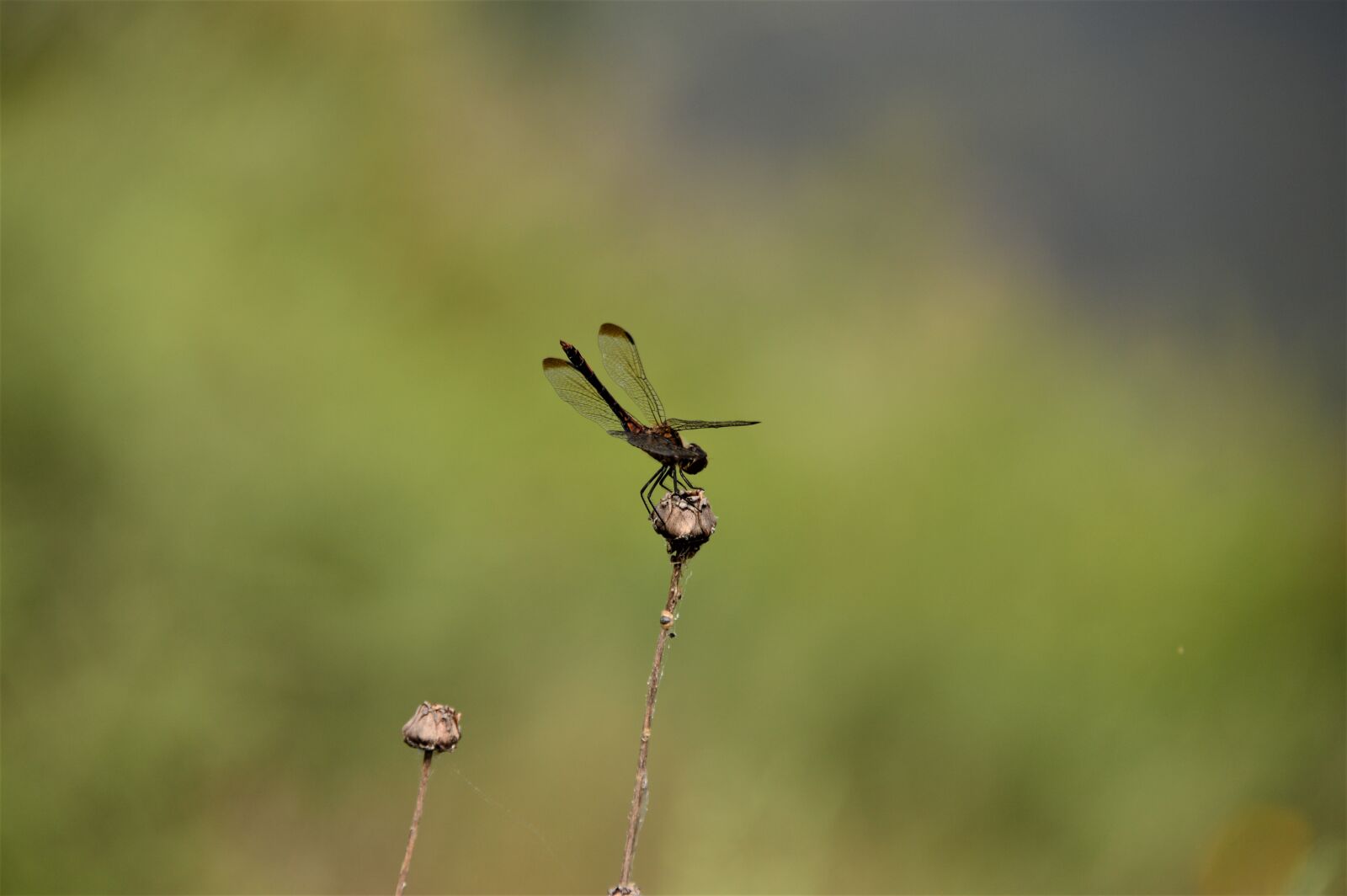 Nikon D3200 sample photo. Dragonfly, nature, insects photography