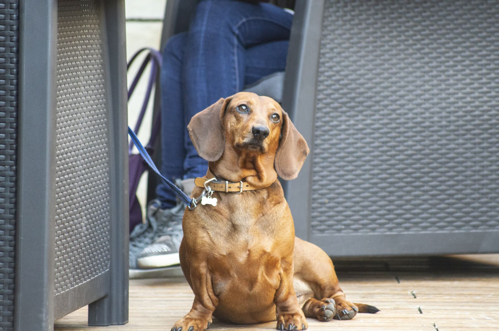 Nikon D3200 sample photo. Dog, france, nature photography