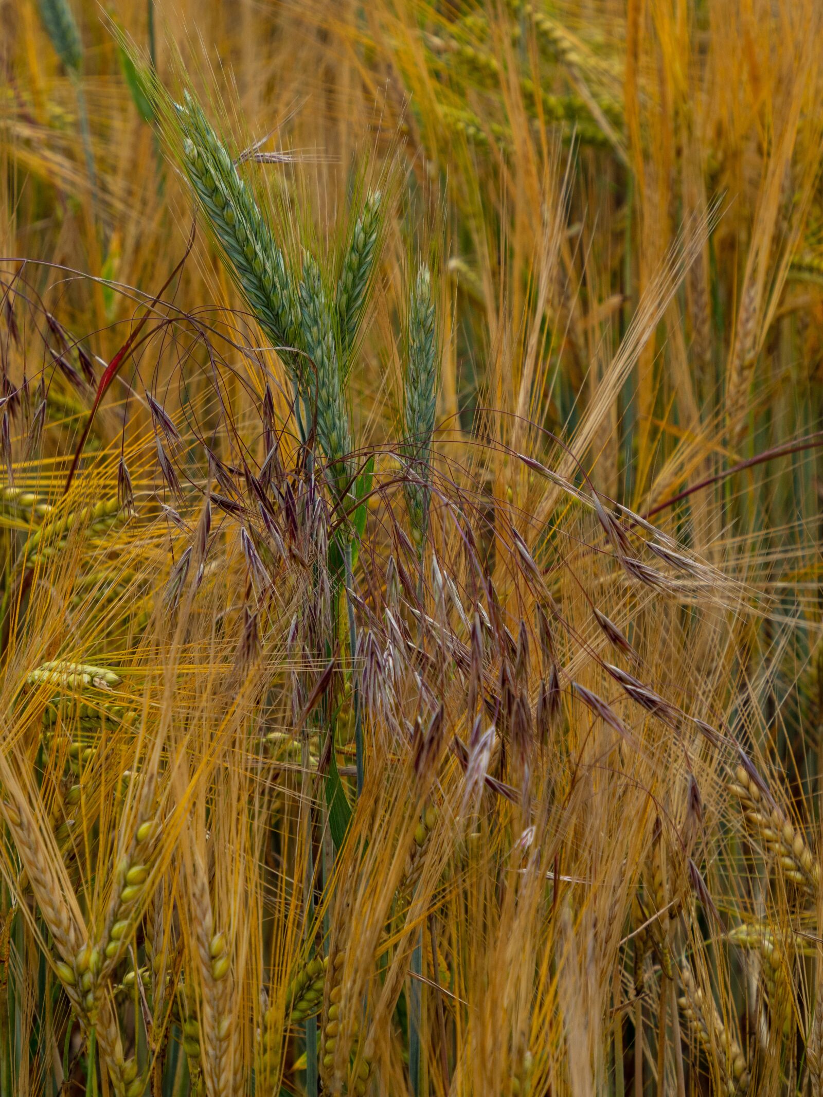 Olympus M.Zuiko Digital ED 12-200mm F3.5-6.3 sample photo. Grain, field, ears of photography
