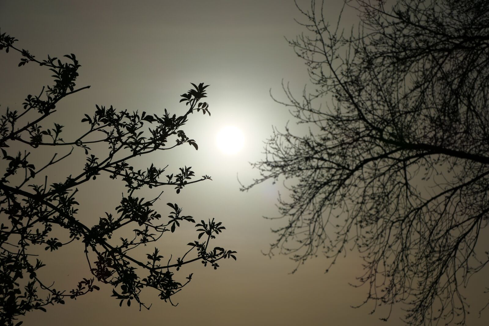 Panasonic Lumix DMC-FZ1000 sample photo. Sun, sky, tree photography