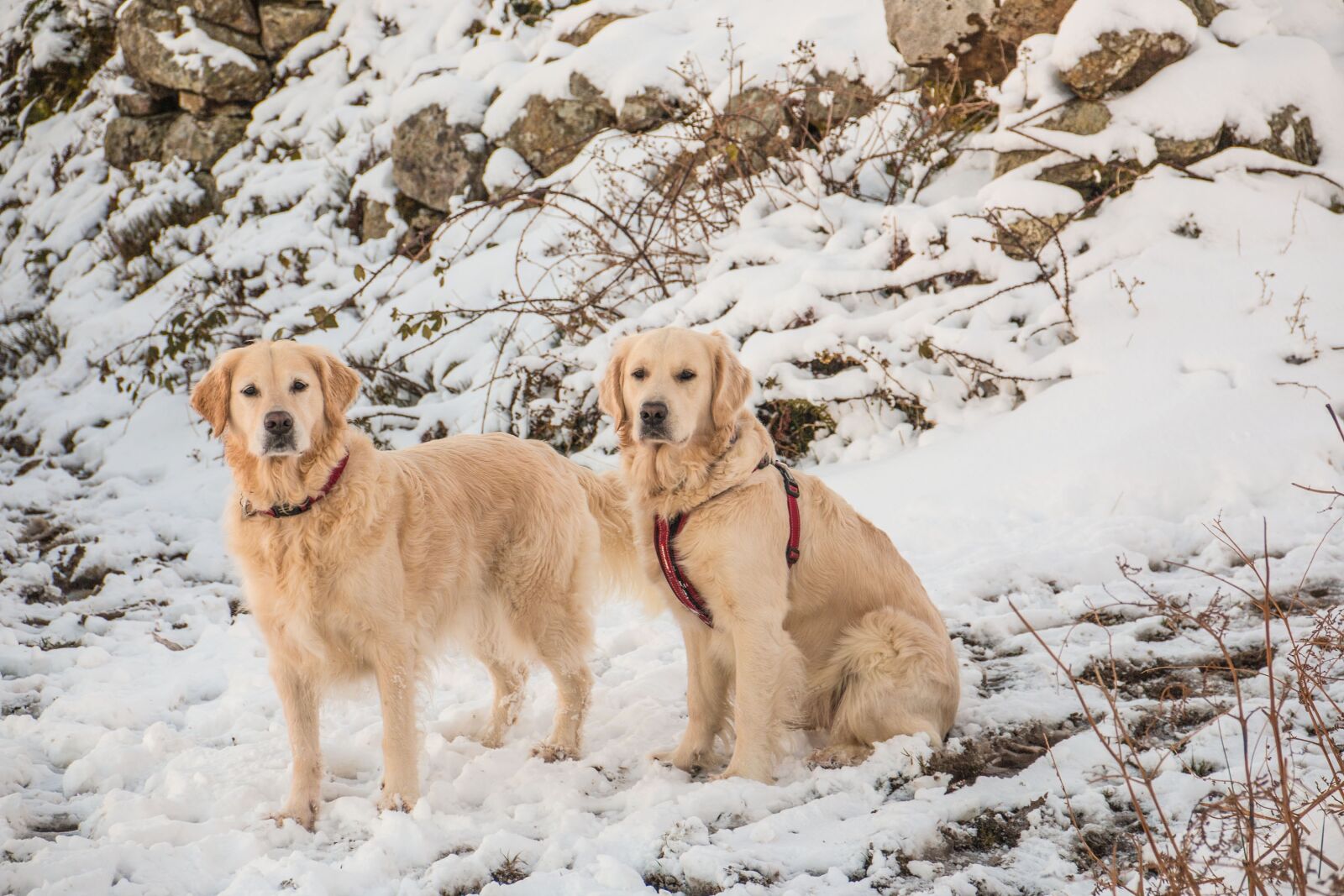 Canon EOS 70D sample photo. Animal, snow, dog photography