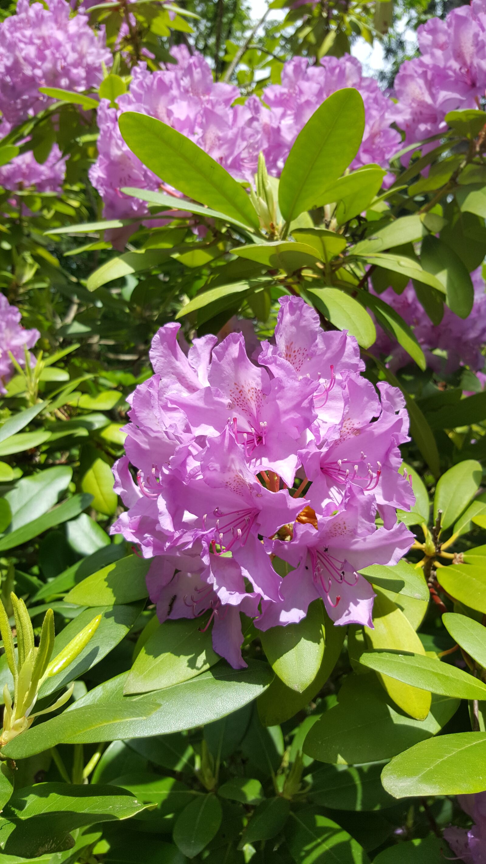 Samsung Galaxy S6 sample photo. Rhododendron, blossom, bloom photography