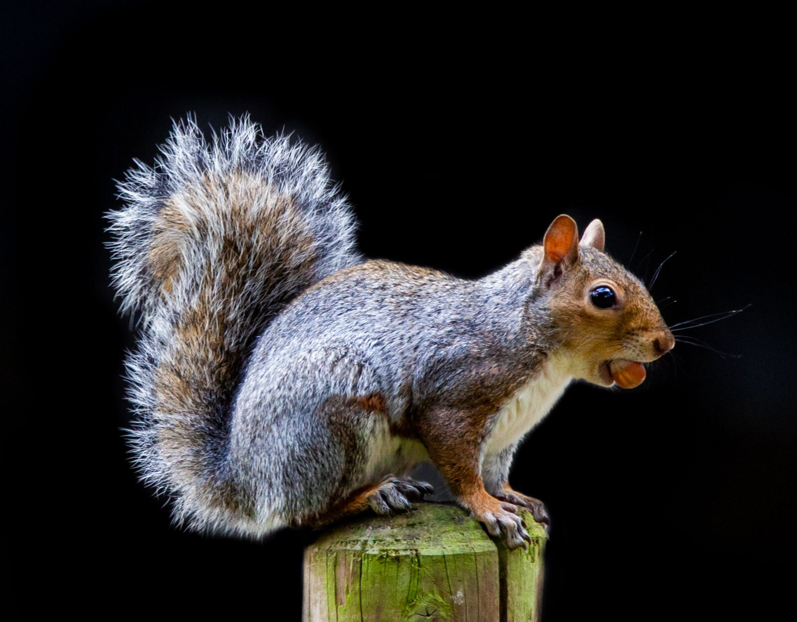 150-600mm F5-6.3 DG OS HSM | Contemporary 015 sample photo. Grey squirrel, squirrel watching photography