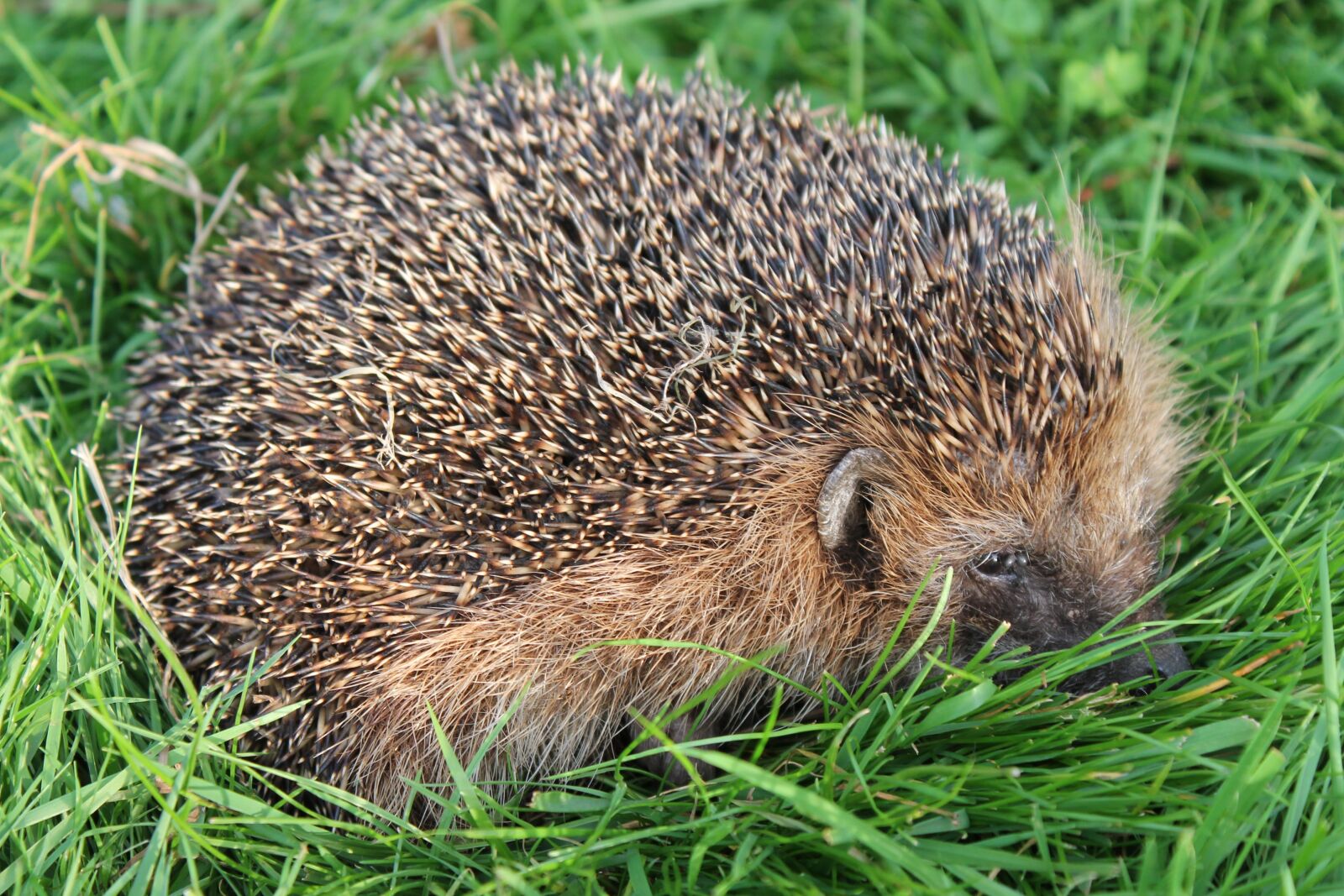 Canon EOS 1100D (EOS Rebel T3 / EOS Kiss X50) sample photo. Hedgehog, garden, gras photography