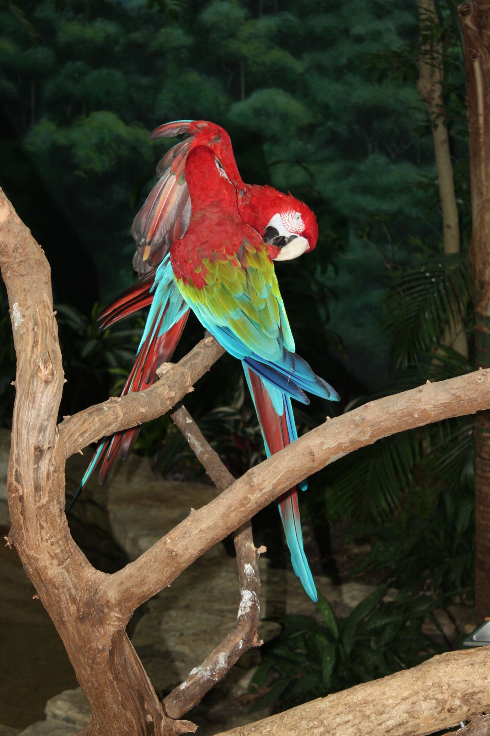 Canon EOS 450D (EOS Rebel XSi / EOS Kiss X2) sample photo. Parrots, bird, feathered race photography