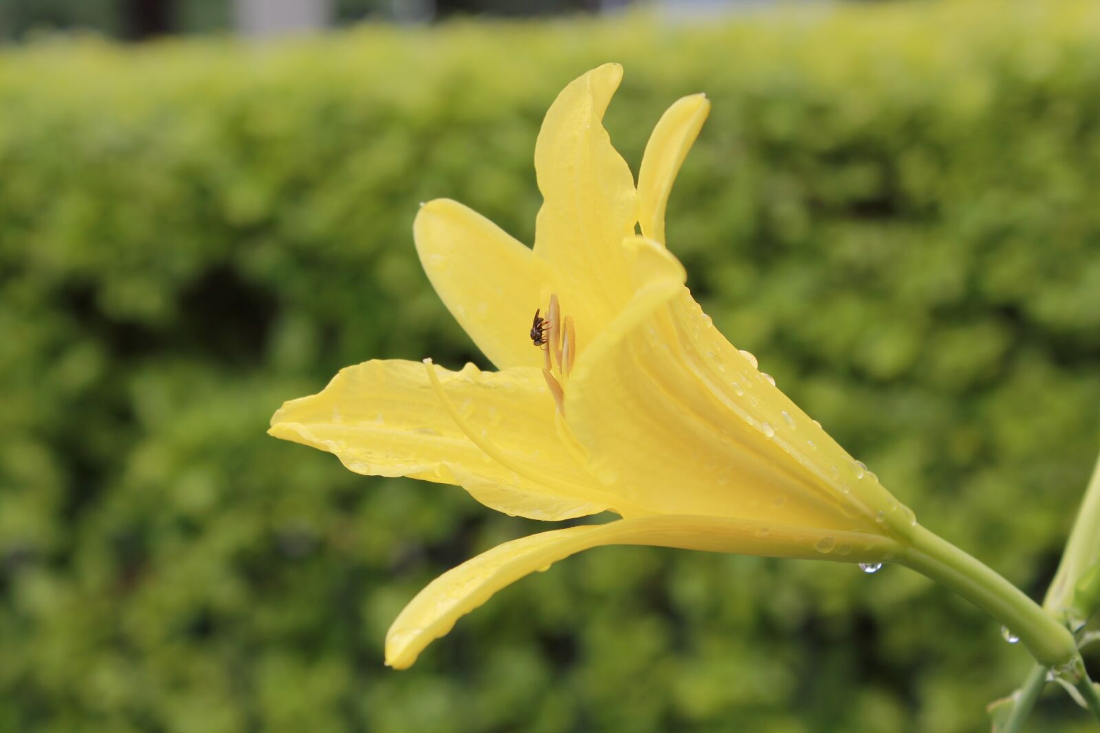 Canon EOS 1100D (EOS Rebel T3 / EOS Kiss X50) sample photo. Flower, nature, small flower photography