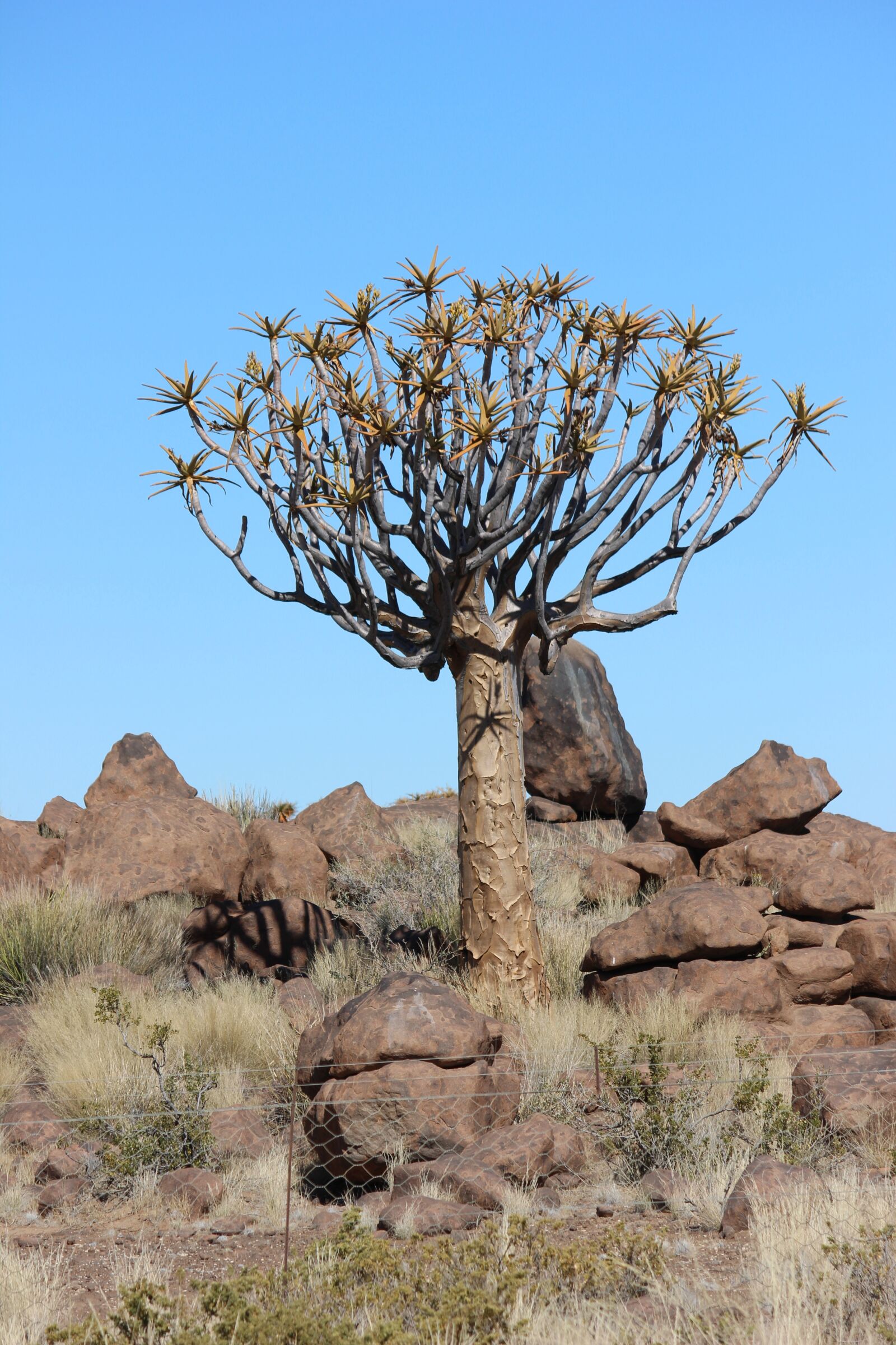 Canon EOS 600D (Rebel EOS T3i / EOS Kiss X5) sample photo. Quiver tree, namibia, africa photography