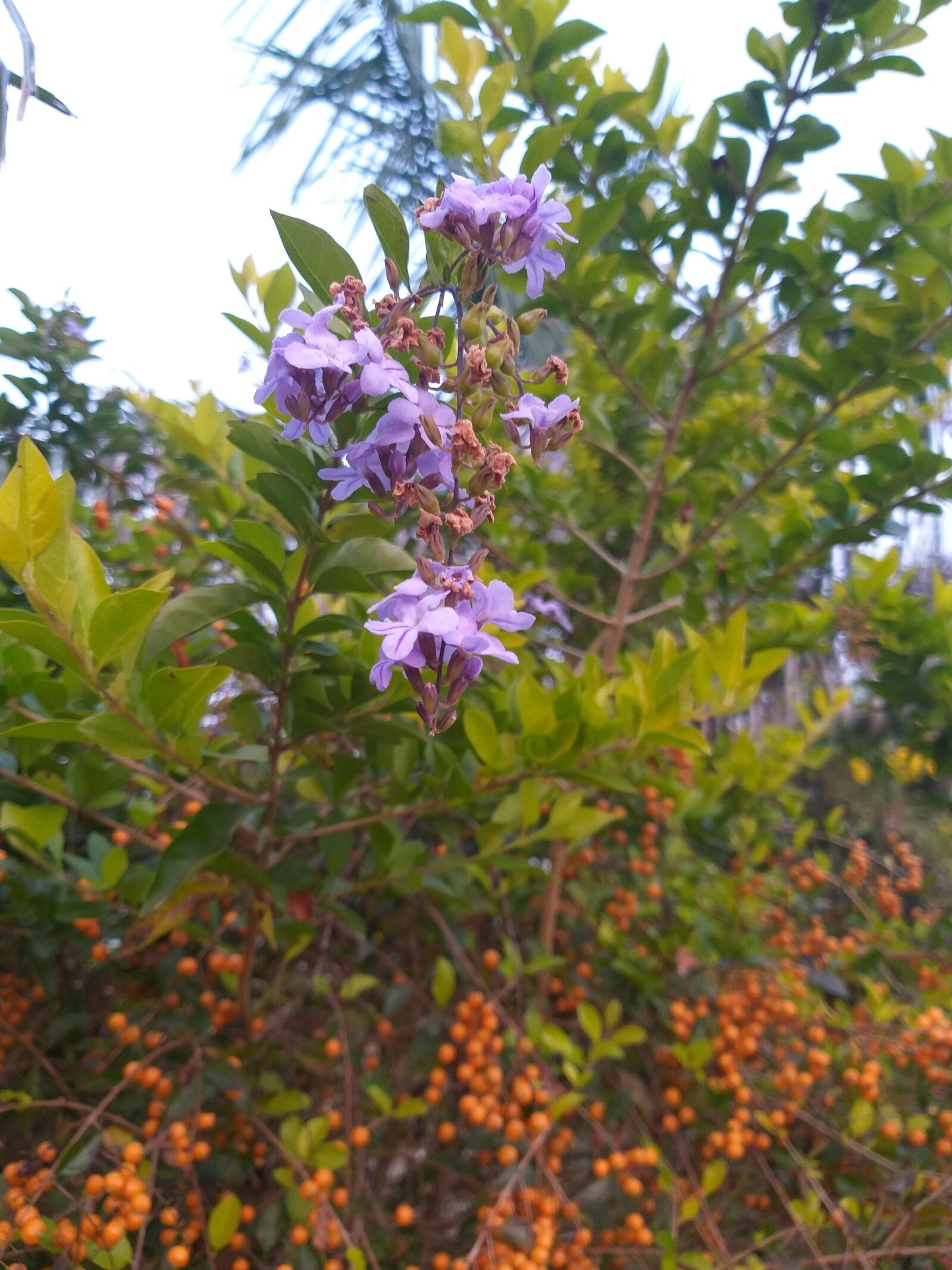Samsung Galaxy J8 sample photo. Hd wallpaper, wallpaper, 4k photography