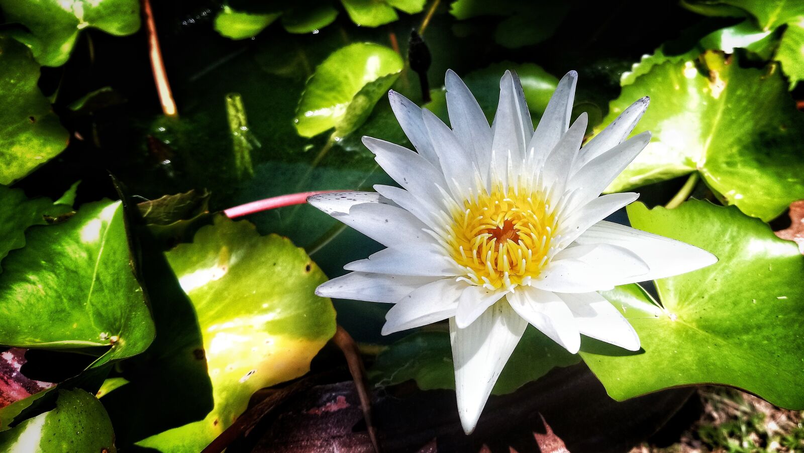 Sony Xperia XA1 Plus sample photo. Lotus, white photography