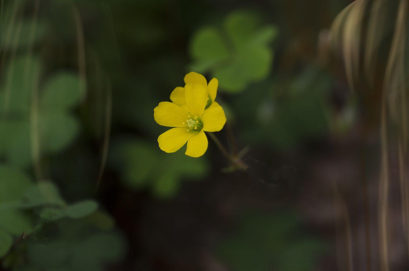 Nikon D7000 sample photo. Flower, yellow, nature photography