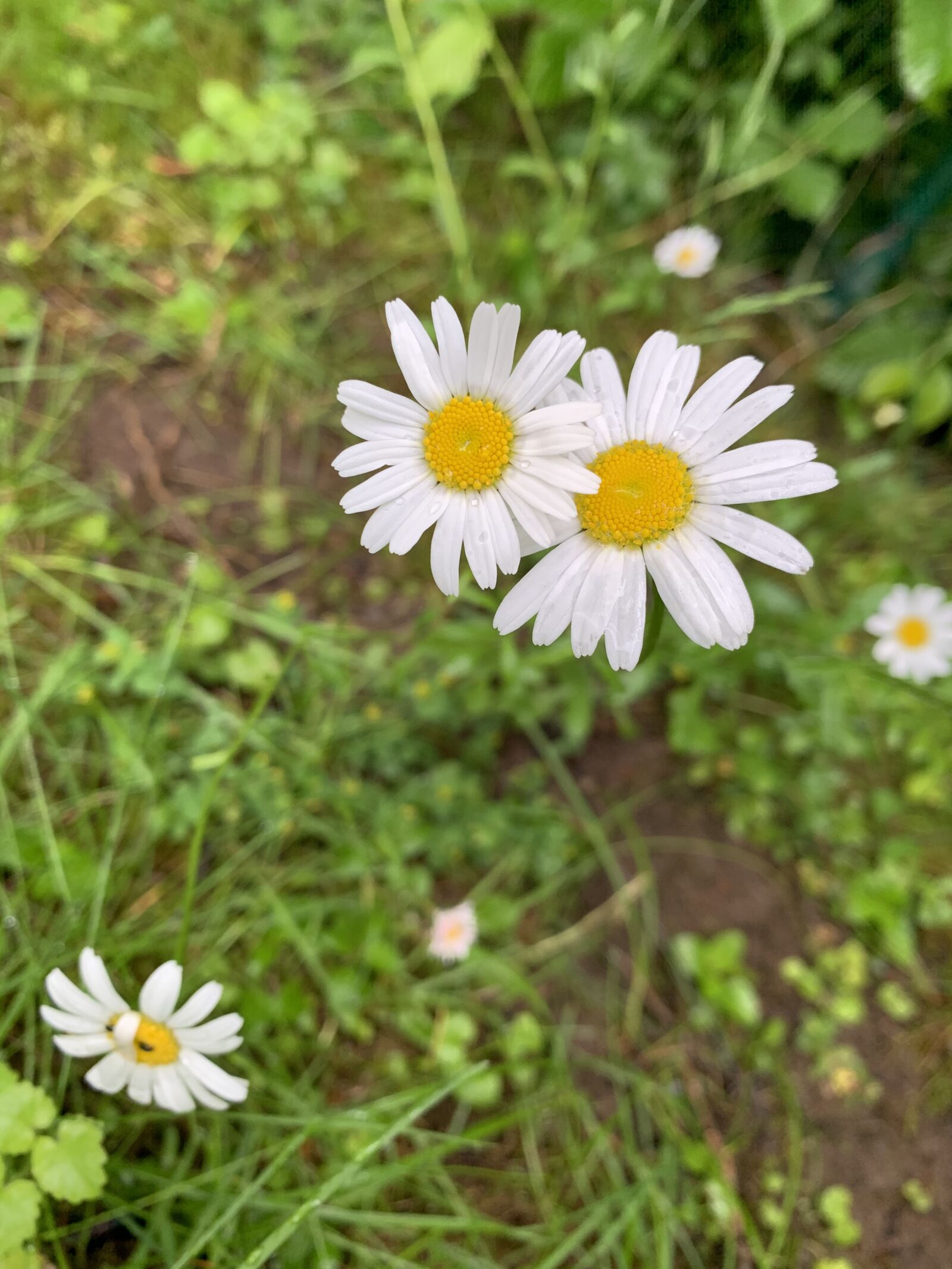 Apple iPhone XR sample photo. Natur, blume, blüte photography