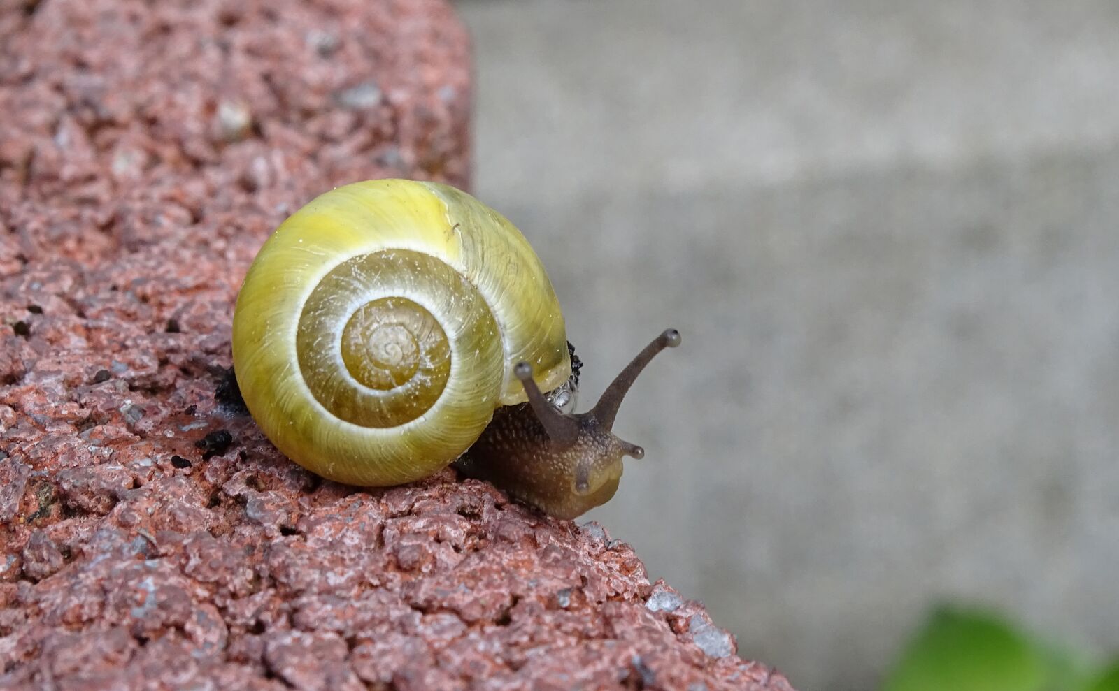 Sony Cyber-shot DSC-HX400V sample photo. Snail, shellfish, garden snail photography