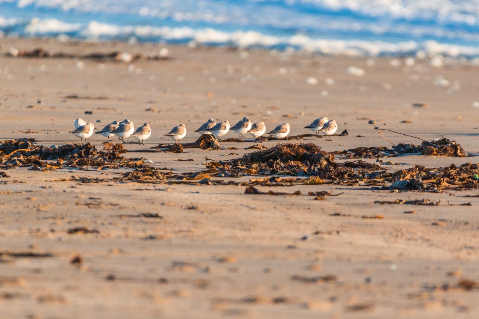150-600mm F5-6.3 DG OS HSM | Contemporary 015 sample photo. Bird, beach, dune photography