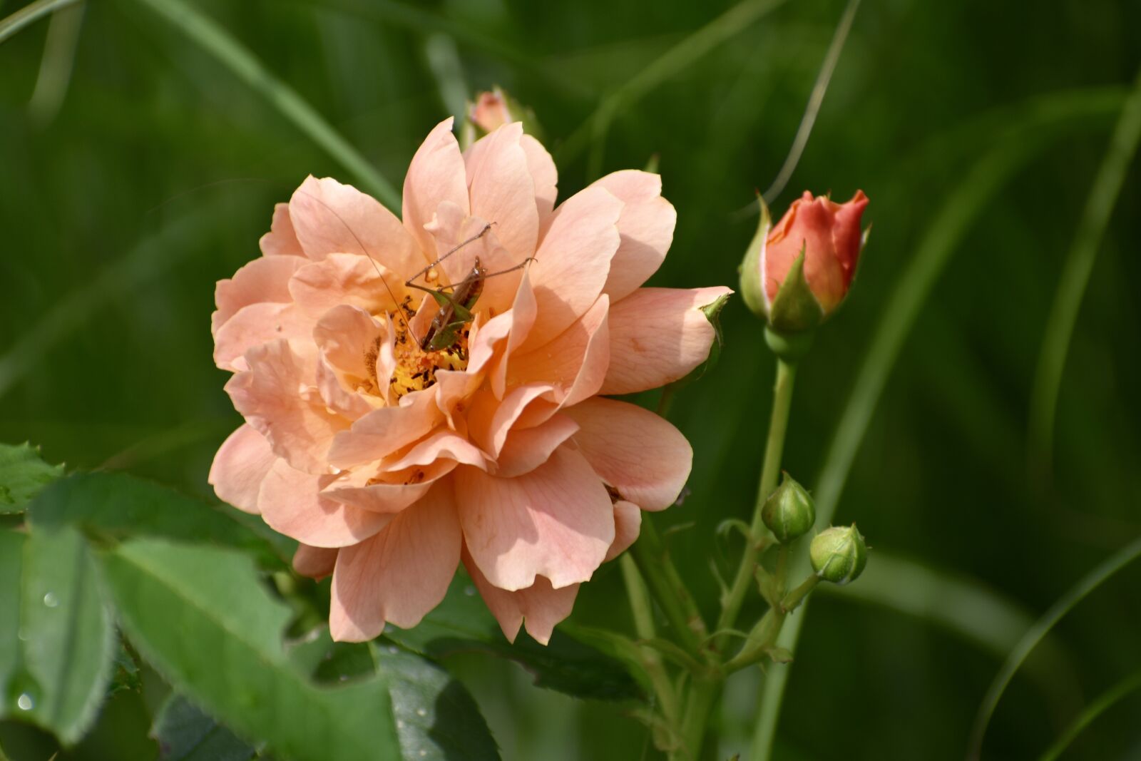 Nikon D3400 sample photo. Rose, peach, flower photography
