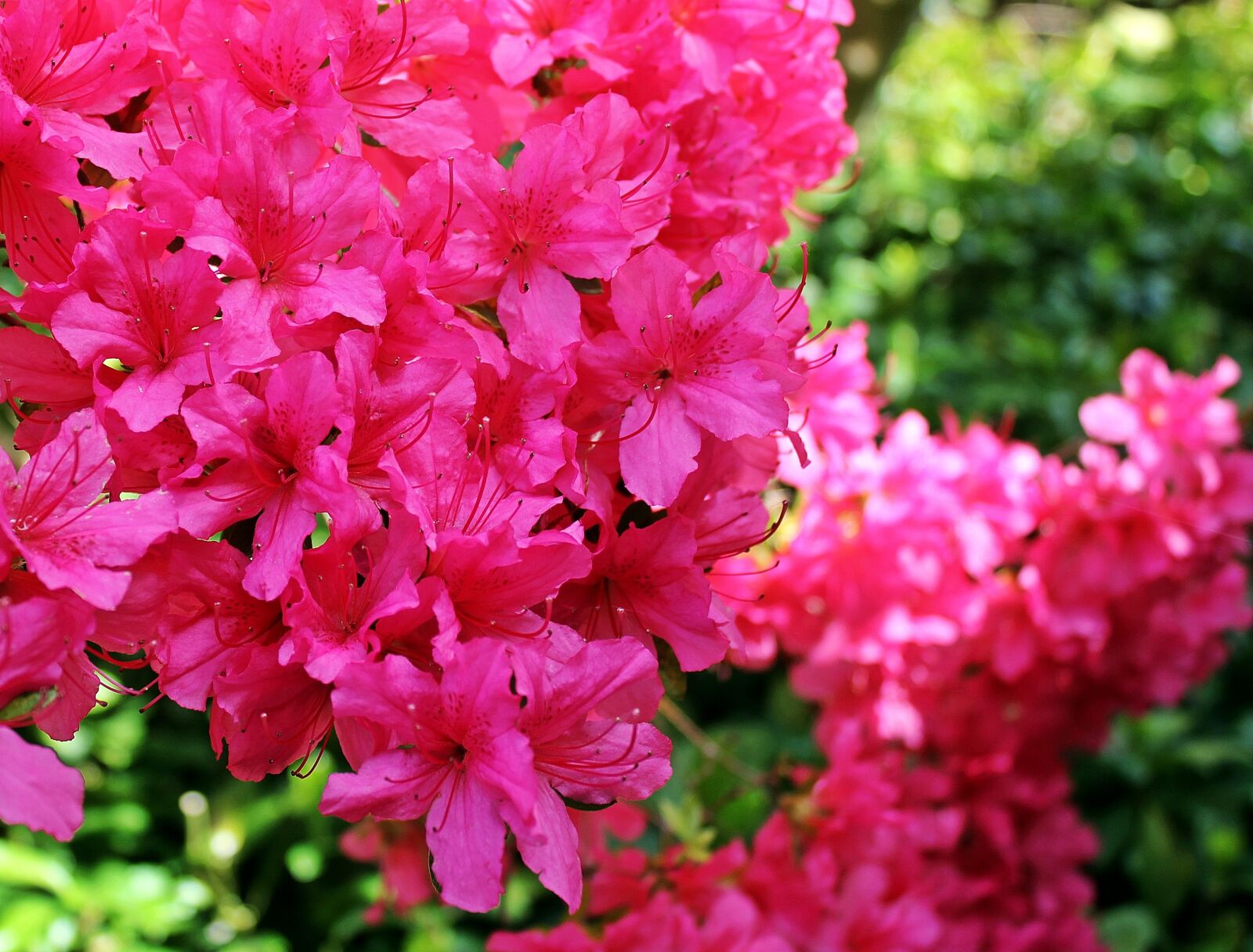 Canon EOS 550D (EOS Rebel T2i / EOS Kiss X4) sample photo. Azalea, rhododendron, flowers photography